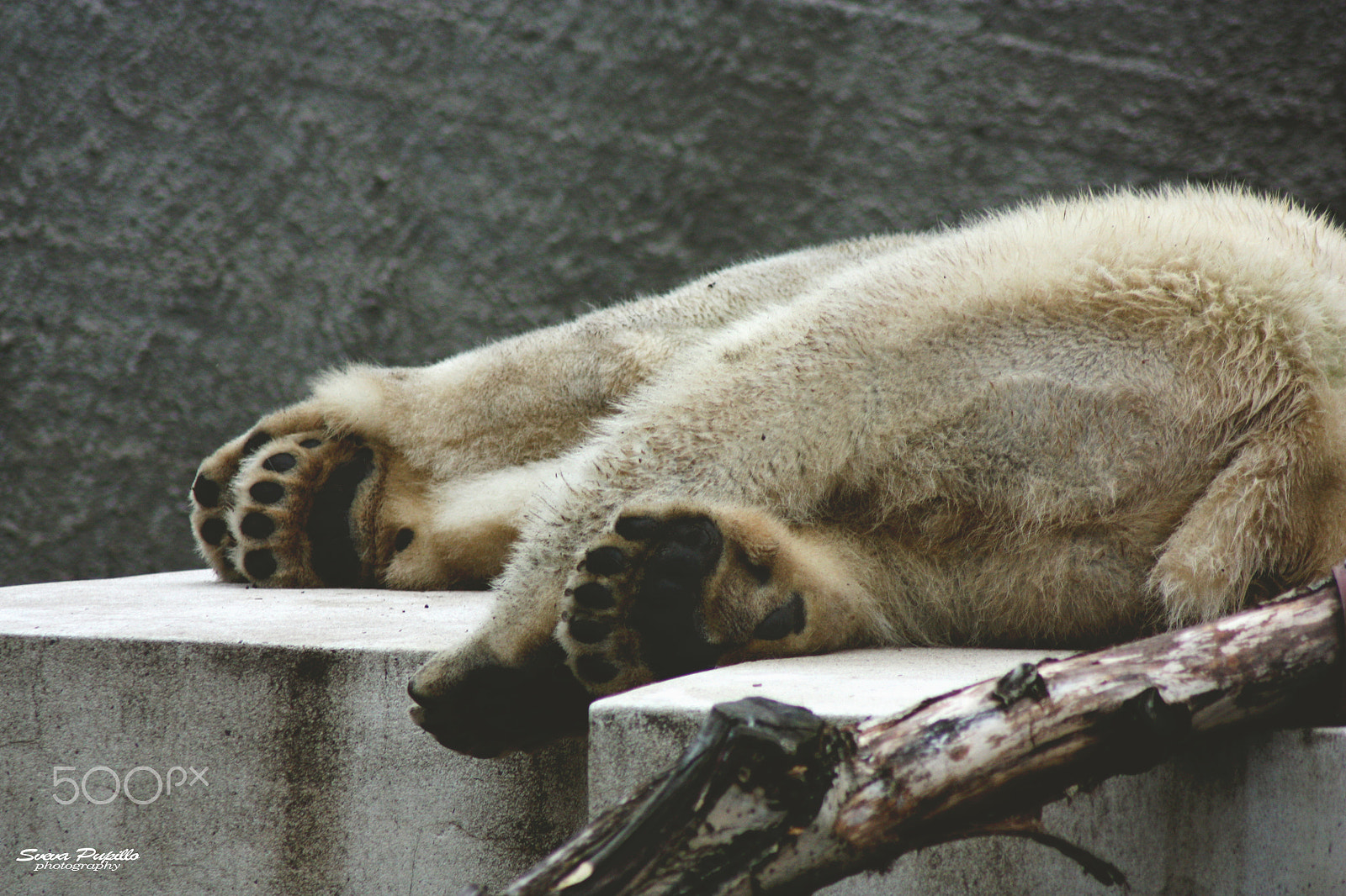Canon EOS 450D (EOS Rebel XSi / EOS Kiss X2) sample photo. Paws. photography