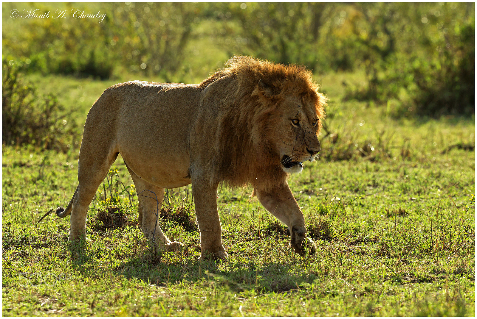 Canon EF 200-400mm F4L IS USM Extender 1.4x sample photo. Earless on a stroll! photography