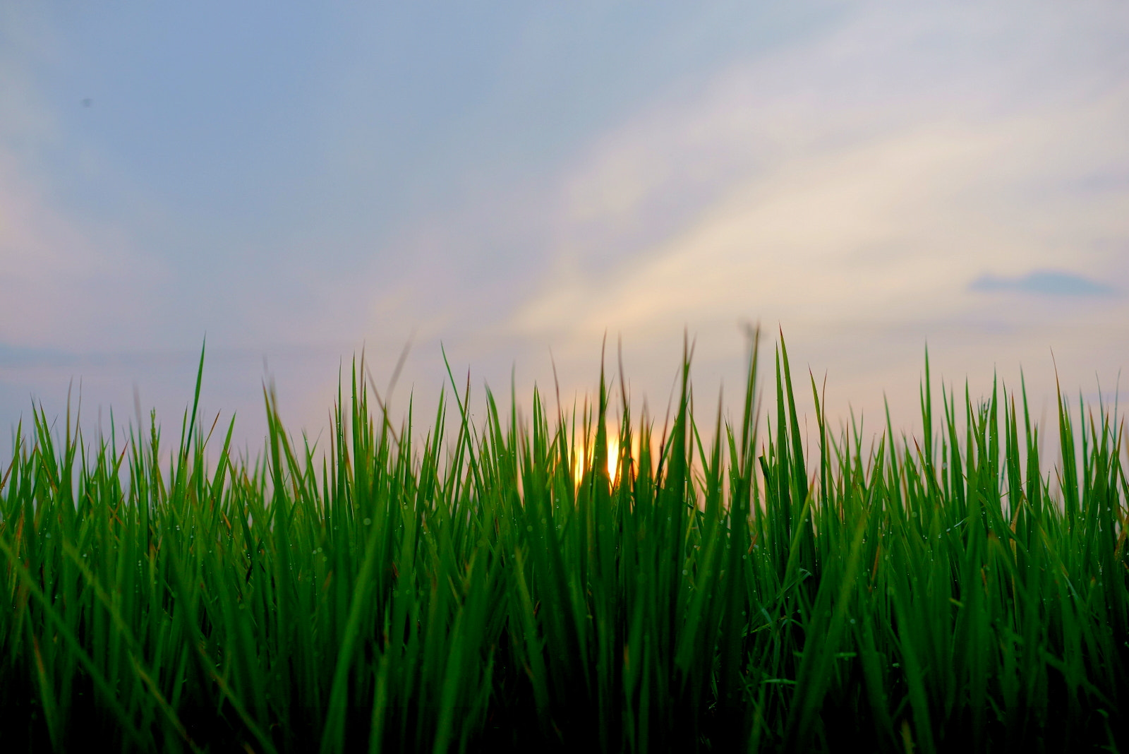 Sony a7R + Sony 50mm F1.4 sample photo. Rice field  photography