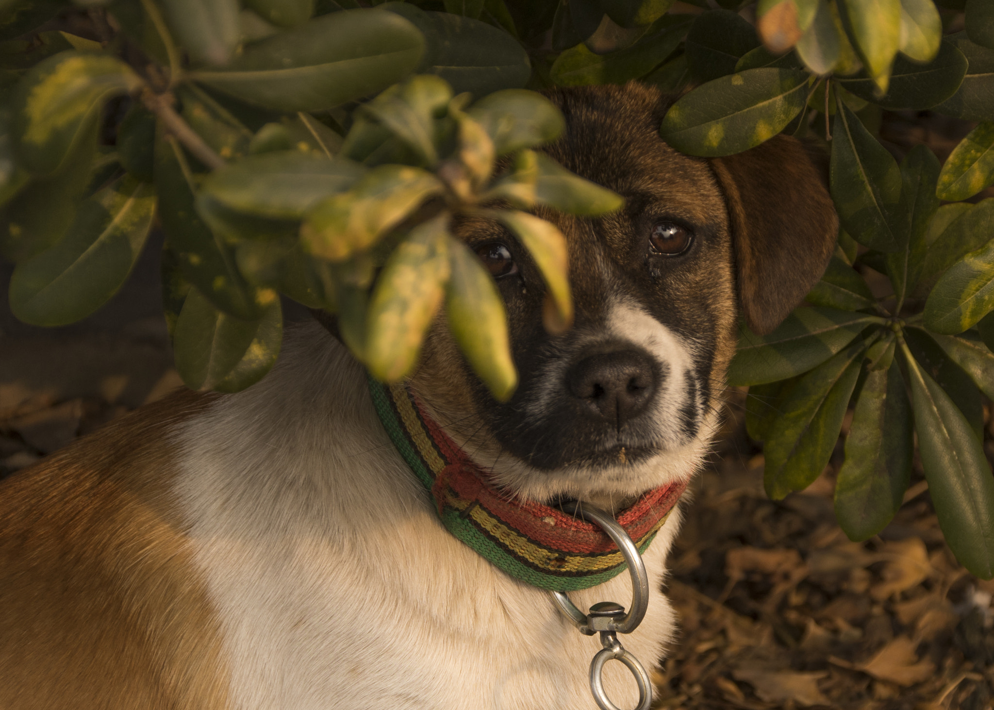 Pentax K-3 II sample photo. Doge photography