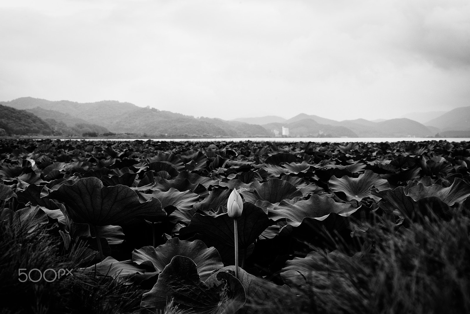 Tamron SP 70-200mm F2.8 Di VC USD sample photo. Lotus photography