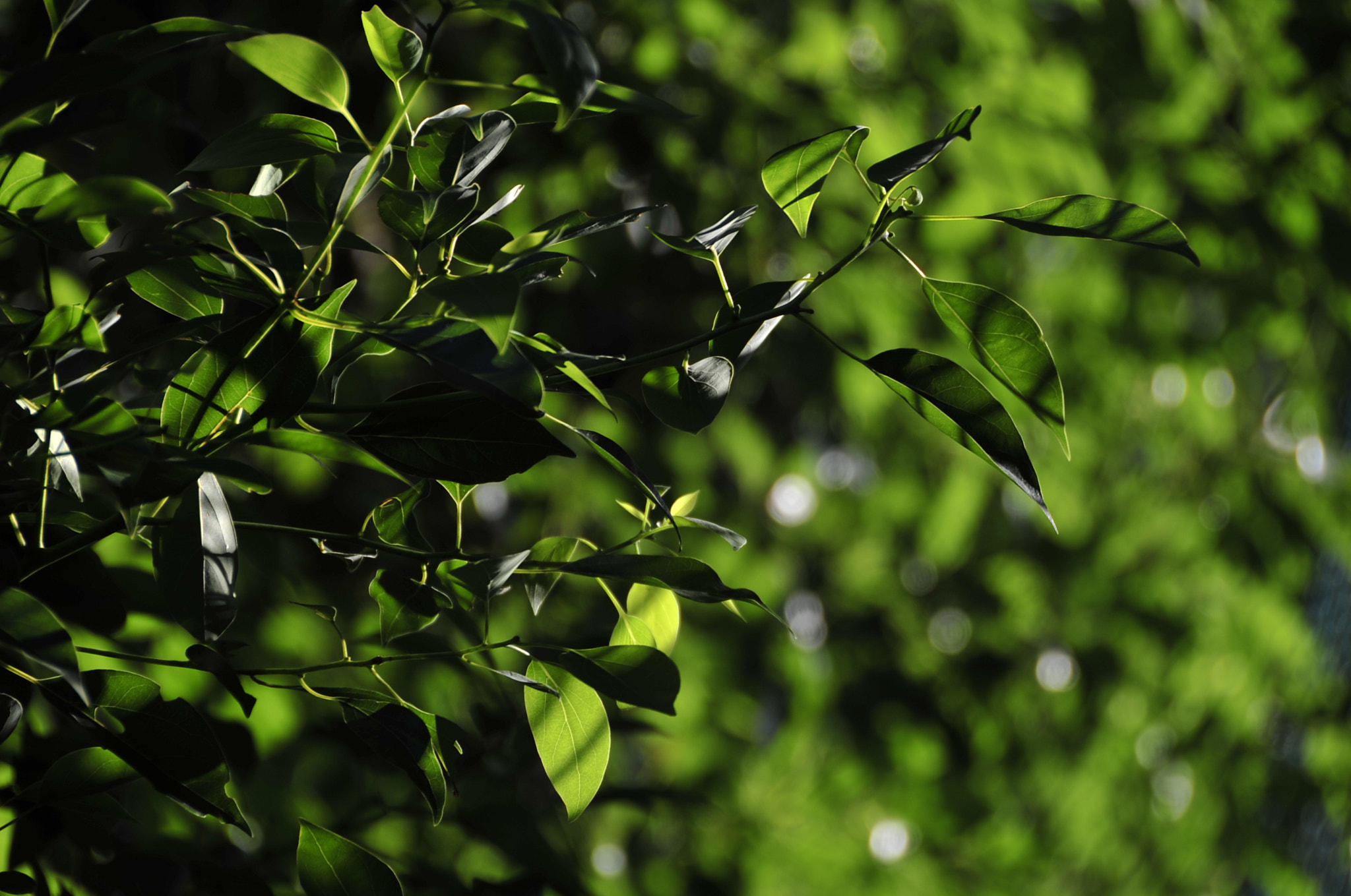 Nikon D3 sample photo. .. photography