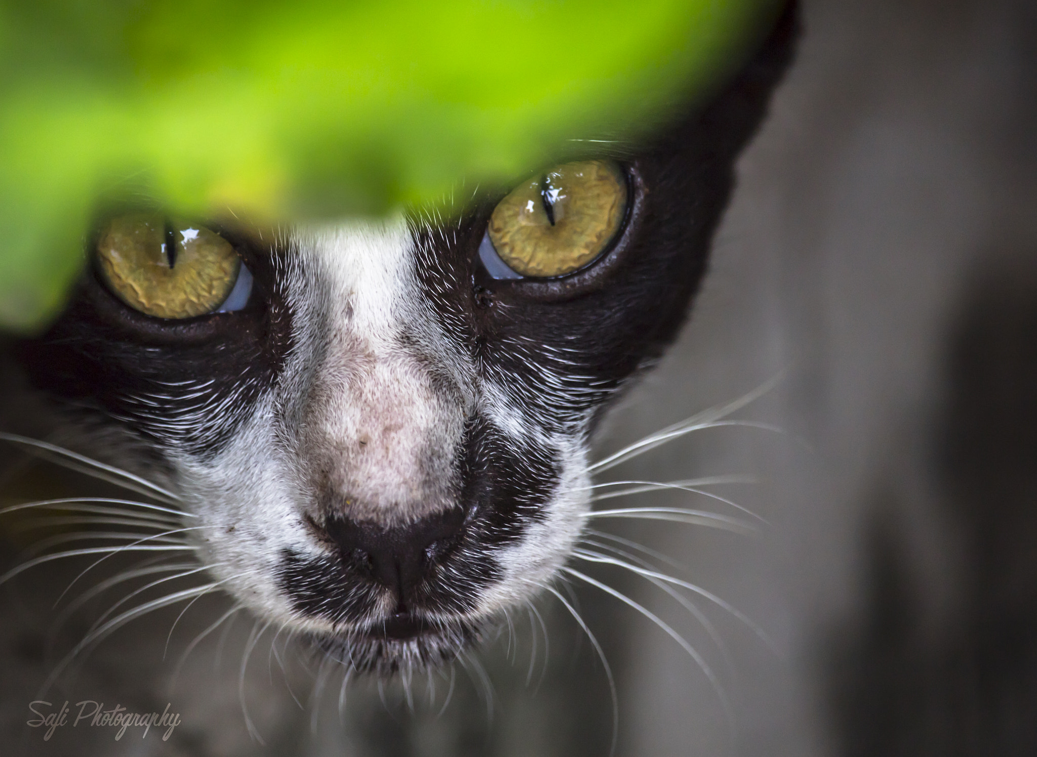 Canon EF-S 55-250mm F4-5.6 IS STM sample photo. Mischievous cat photography