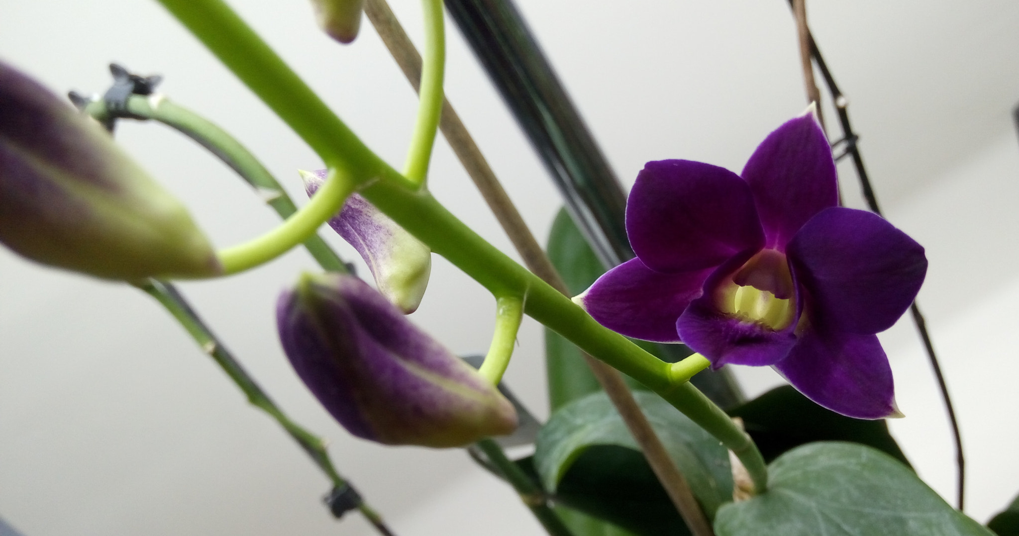 HTC DESIRE 728G DUAL SIM sample photo. Another one dendrobium photography