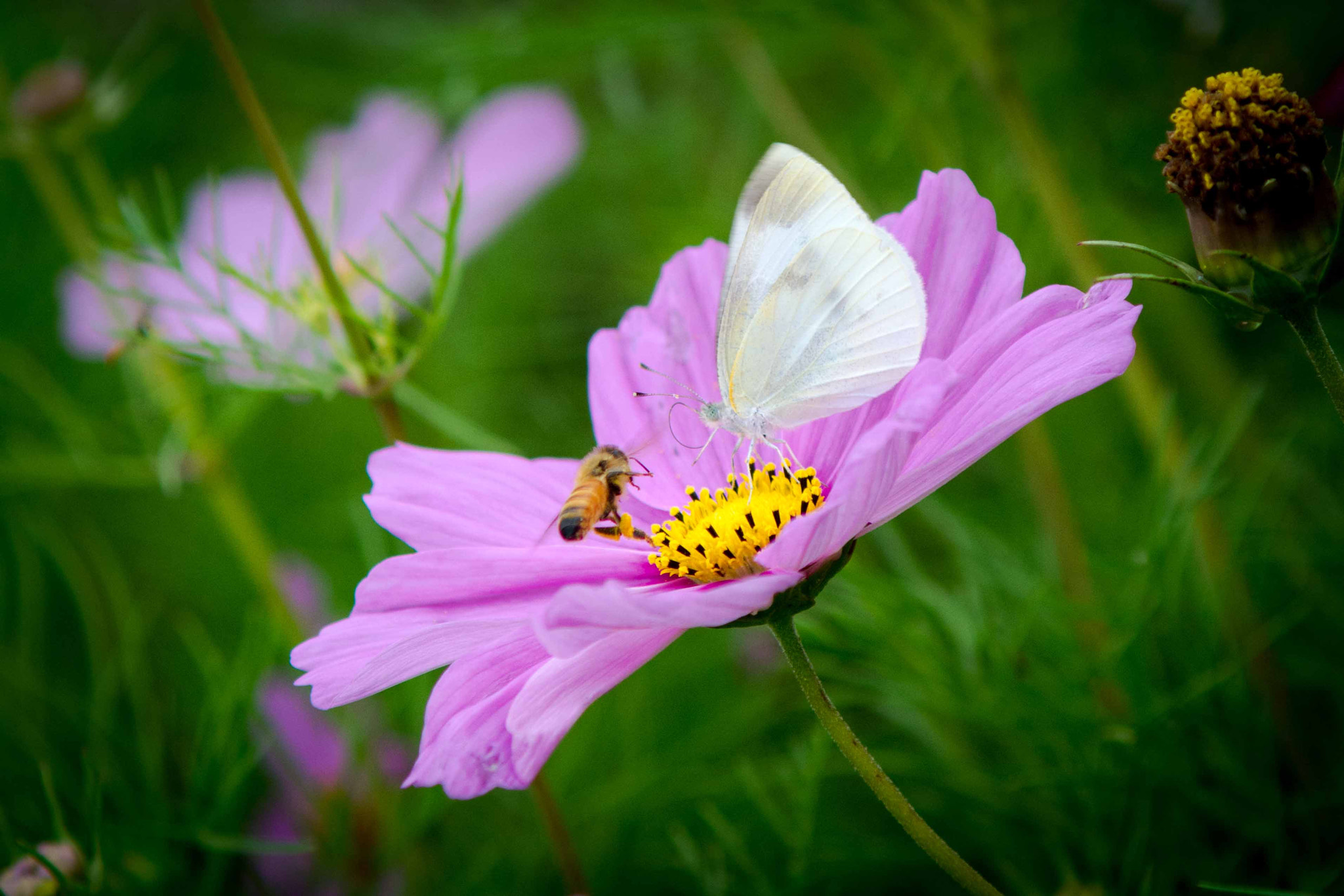 Nikon D7100 + AF Zoom-Nikkor 70-210mm f/4 sample photo. Conflict photography