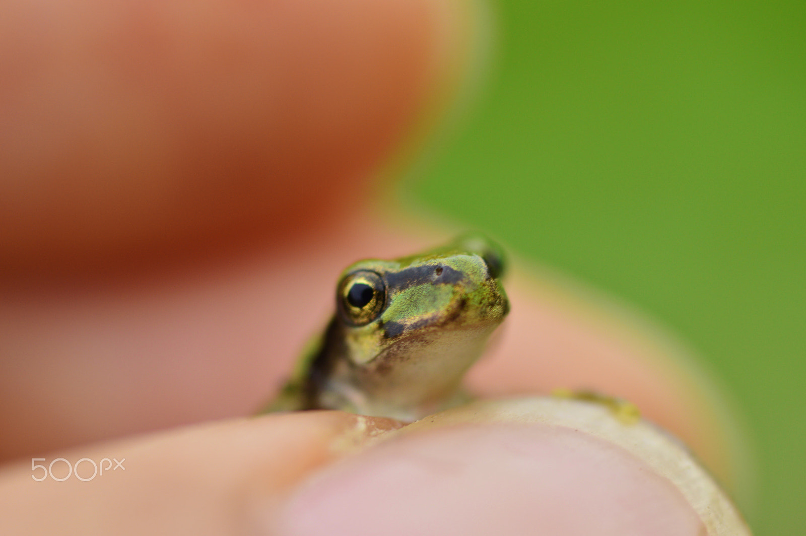 Nikon D3200 sample photo. Macro....nature photography