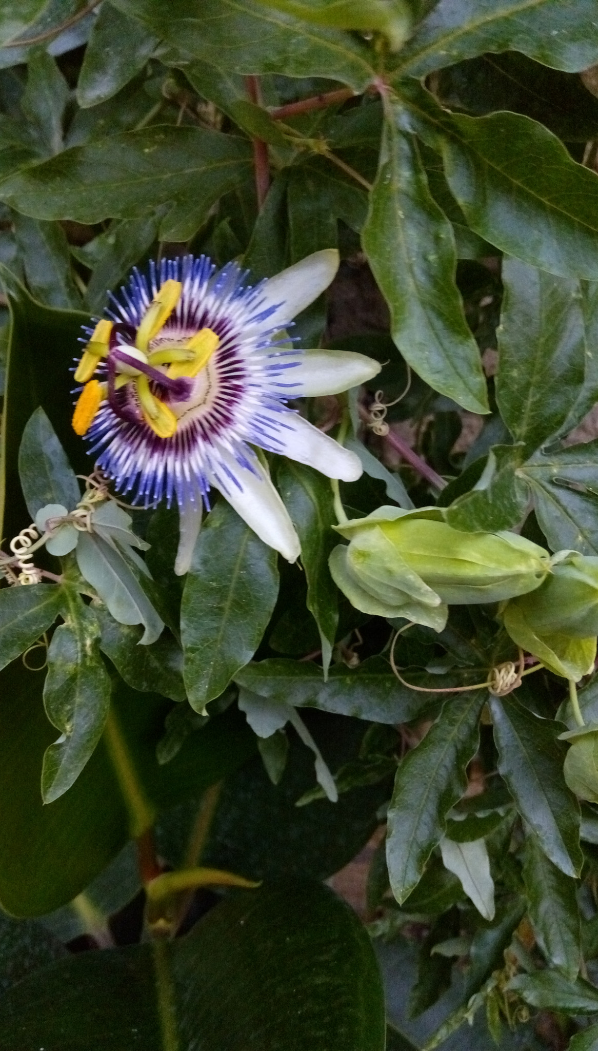 HTC DESIRE 728G DUAL SIM sample photo. Passion flora photography