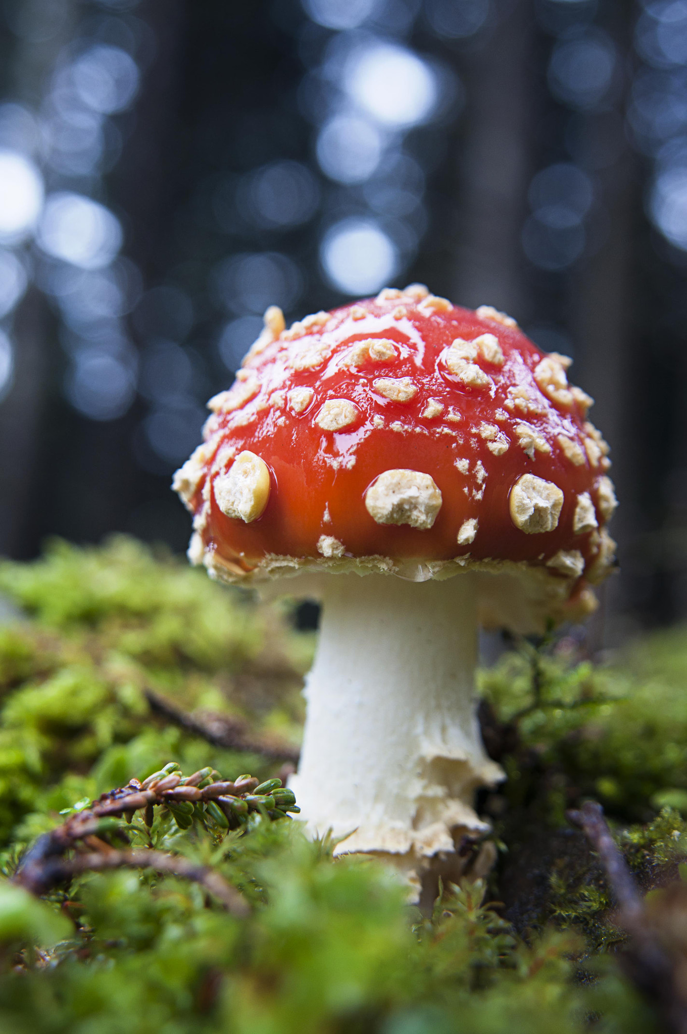 Nikon AF Nikkor 24-85mm F2.8-4D IF sample photo. Amanita muscaria photography