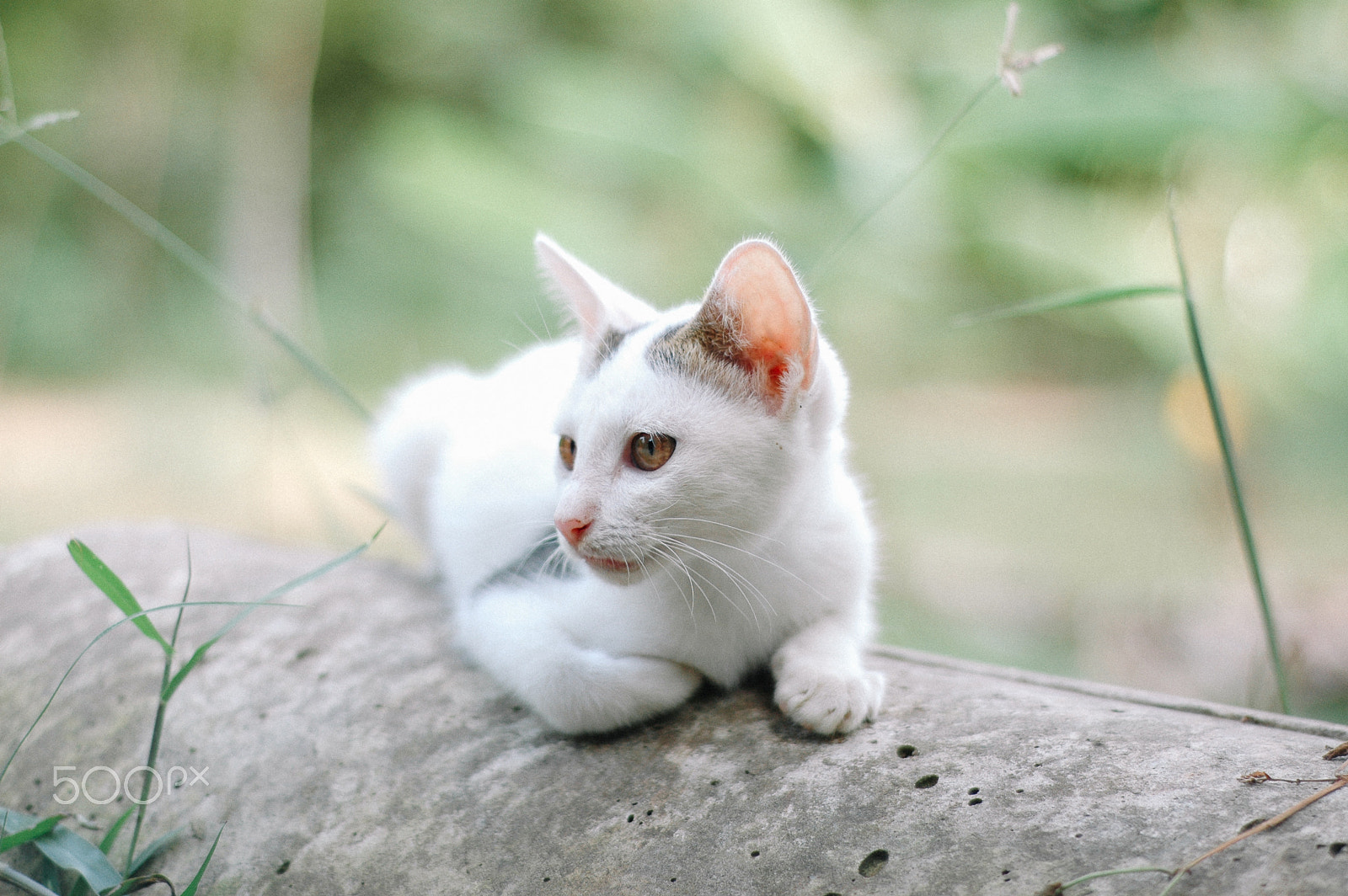 Nikon D70 + Nikon AF Nikkor 50mm F1.8D sample photo. Lovely life photography