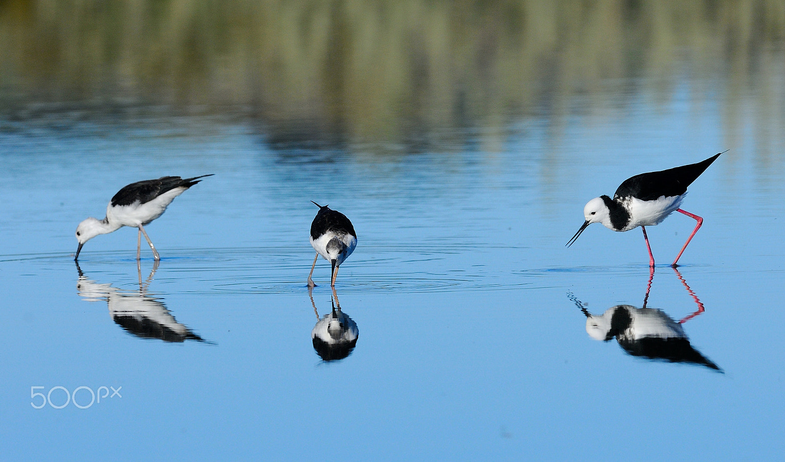 Nikon AF-S Nikkor 300mm F2.8G ED VR II sample photo. Pied stilts were fishing on shallow waters photography