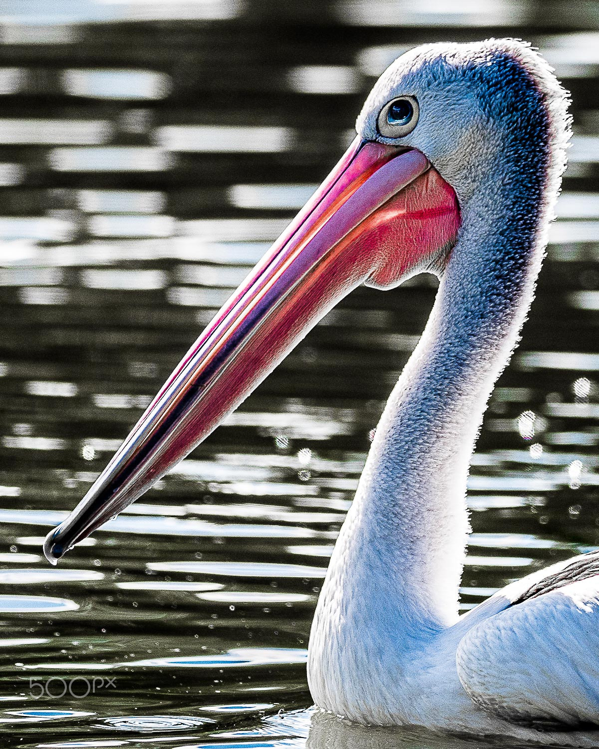 Olympus OM-D E-M5 II + OLYMPUS M.300mm F4.0 sample photo. A beak up close photography