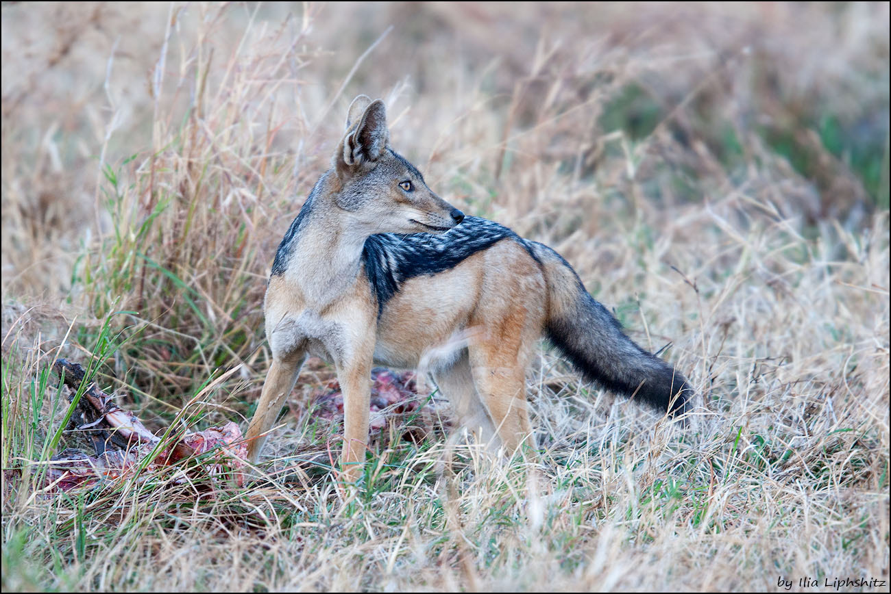 Canon EOS-1D Mark III + Canon EF 300mm F2.8L IS USM sample photo. Jackals of serengeti №4 photography