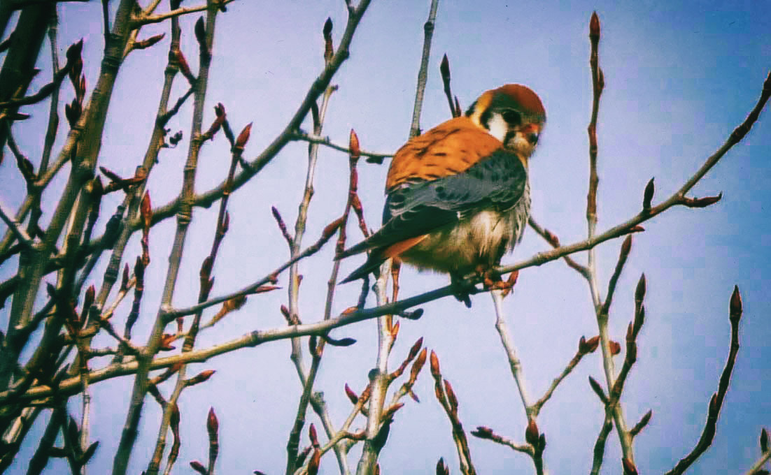 Panasonic Lumix DMC-GH1 sample photo. Kestrel photography