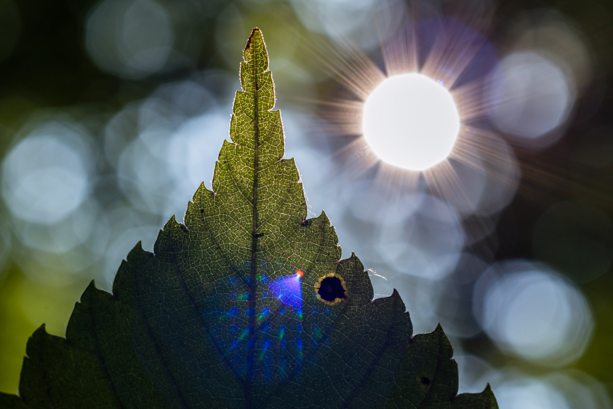 Nikon D810 + ZEISS Milvus 50mm F2 Macro sample photo. Flare  photography