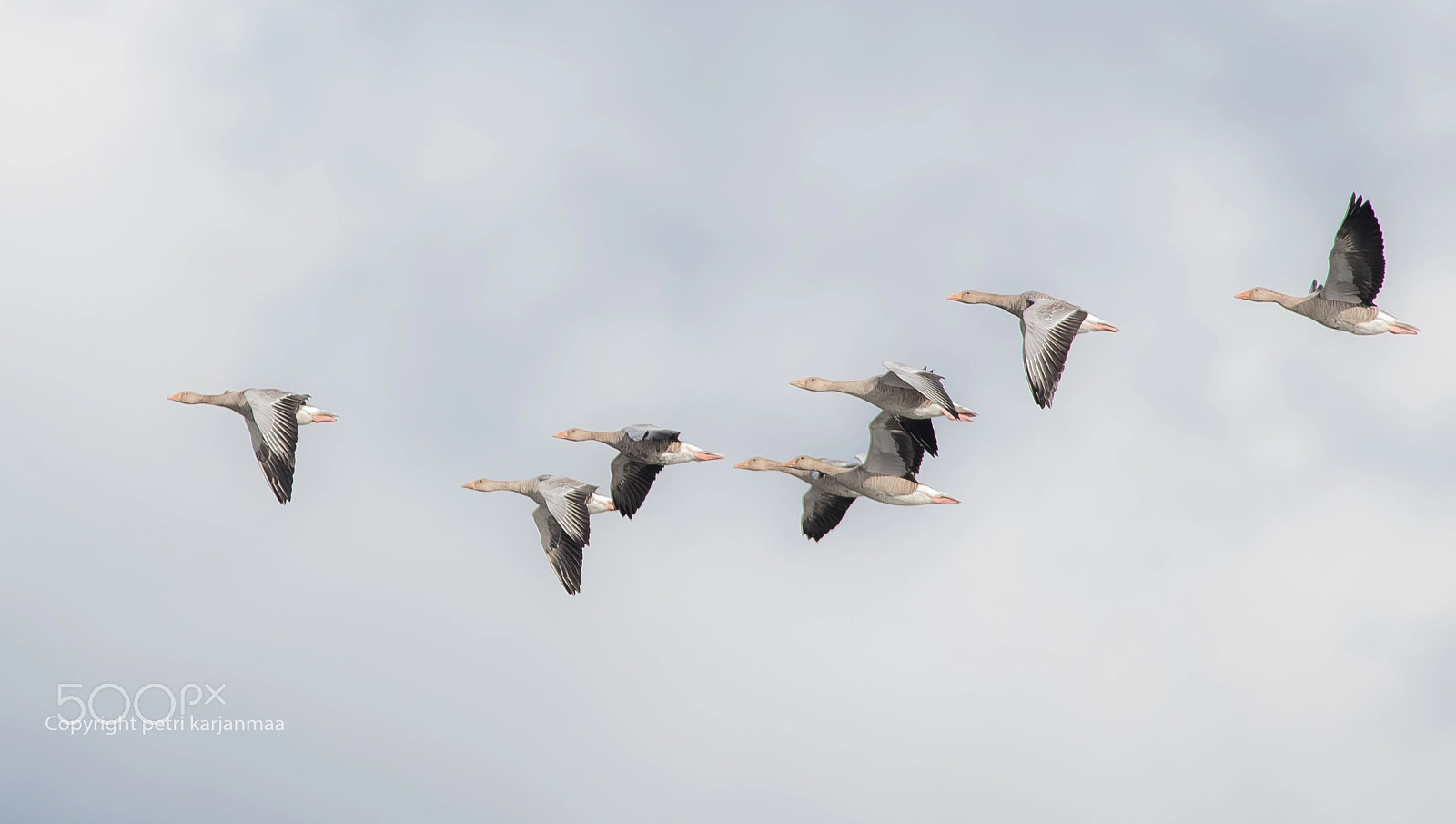 Canon EF 300mm f/2.8L + 1.4x sample photo. Goodbye! photography