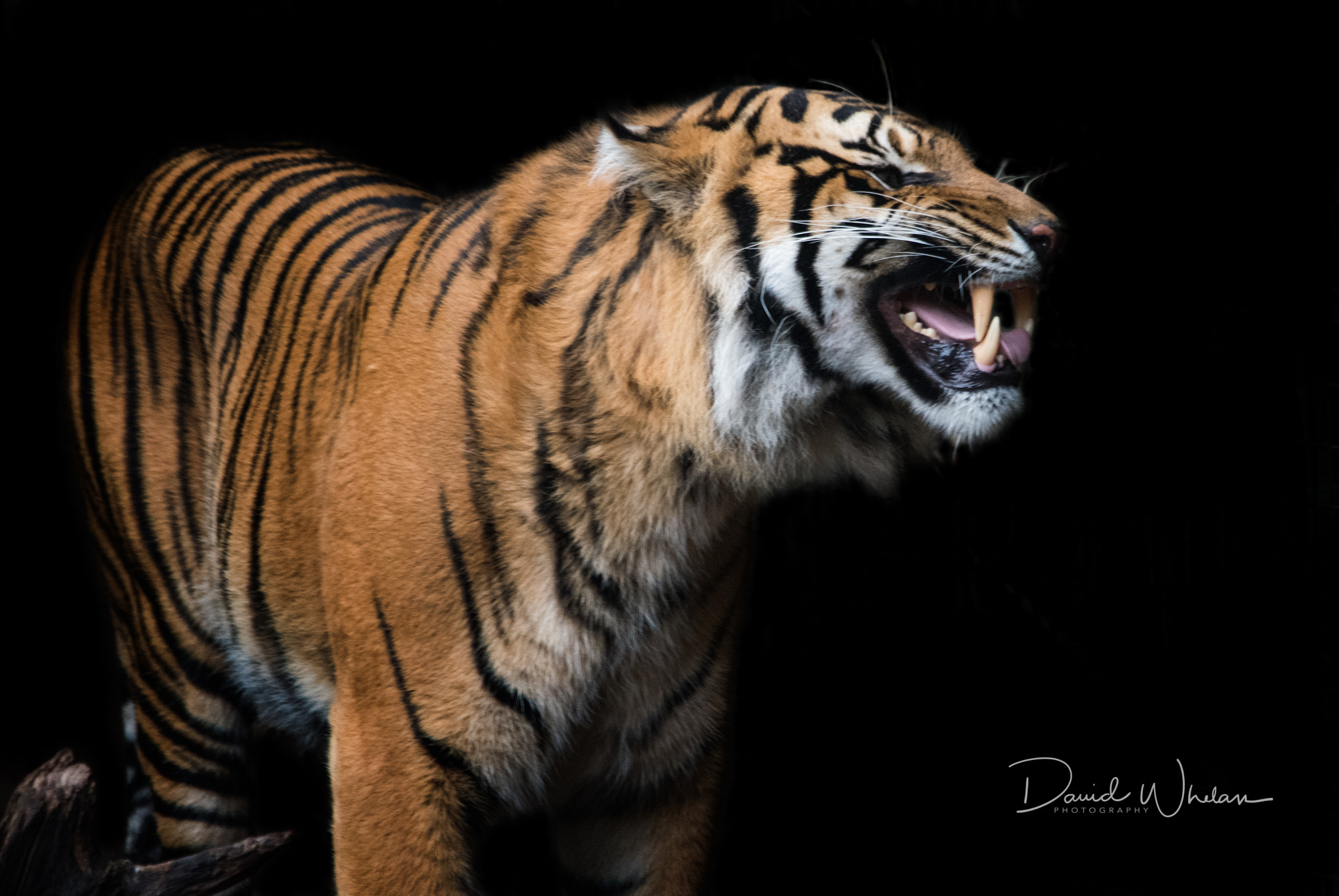 Sigma 150-500mm F5-6.3 DG OS HSM sample photo. Flehmen response - sumatran tiger photography