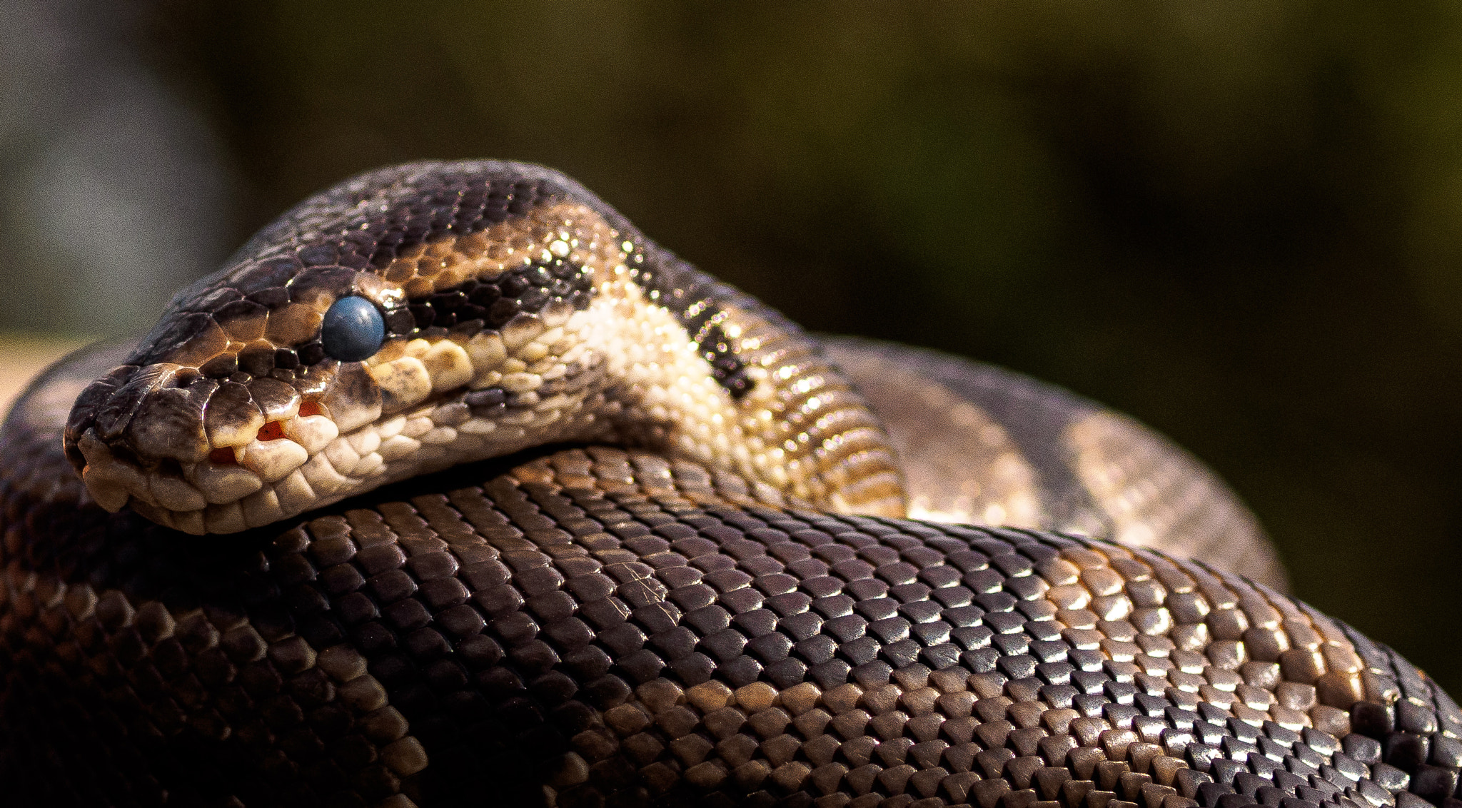 Olympus OM-D E-M1 + OLYMPUS 50mm Lens sample photo. The summer python... photography