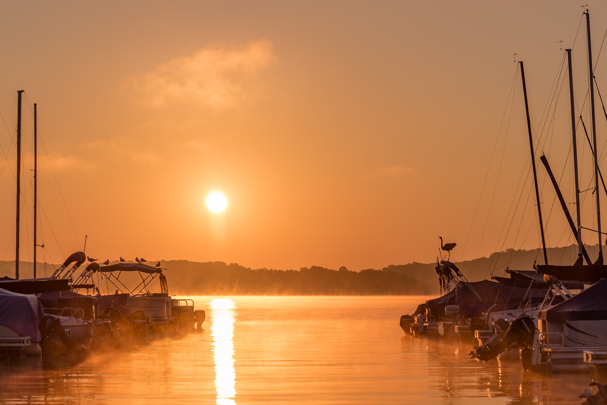 Nikon D810 + Zeiss Milvus 85mm f/1.4 sample photo. Sunrise and the heron  photography