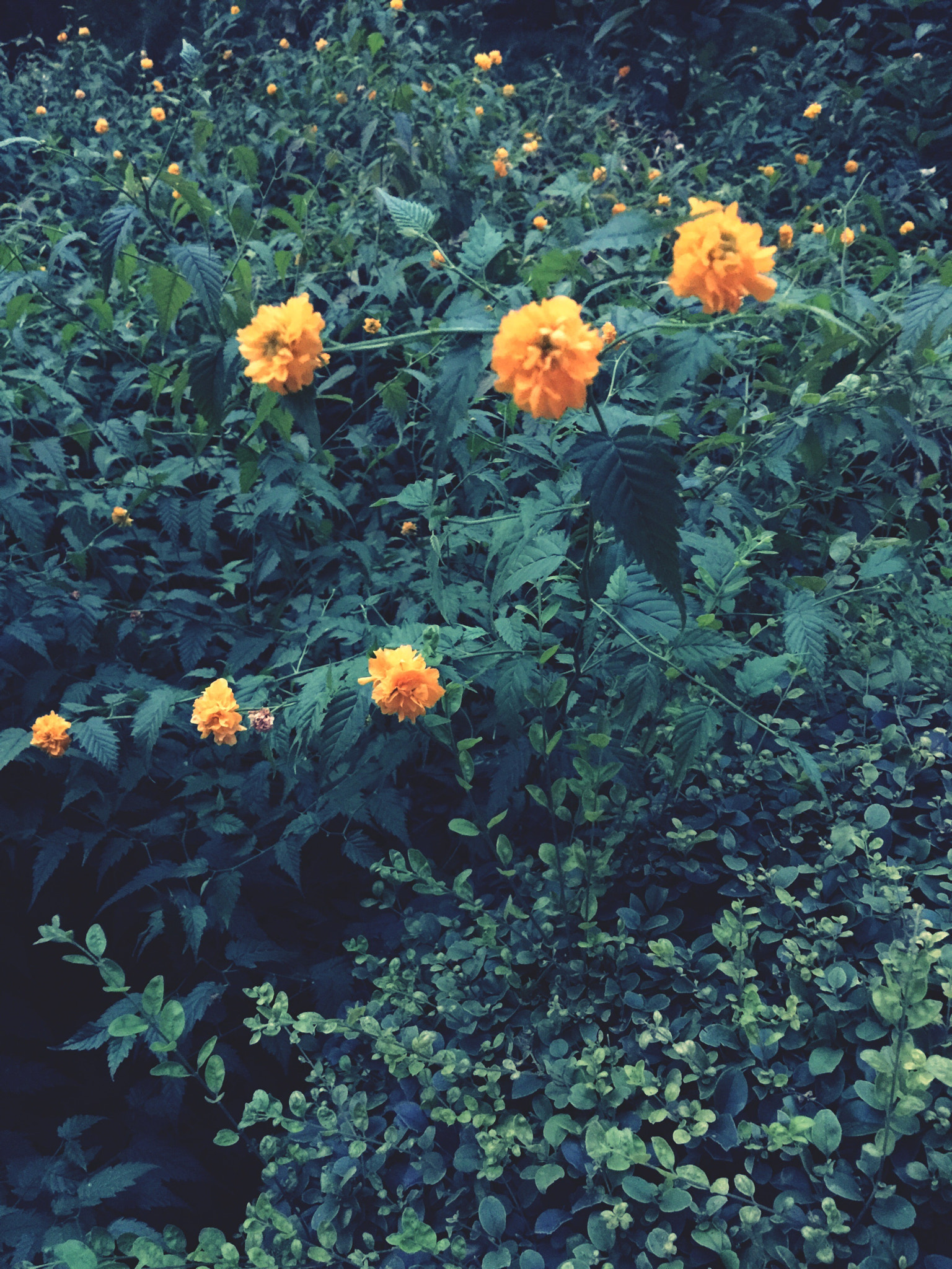 Apple iPhone 6+ sample photo