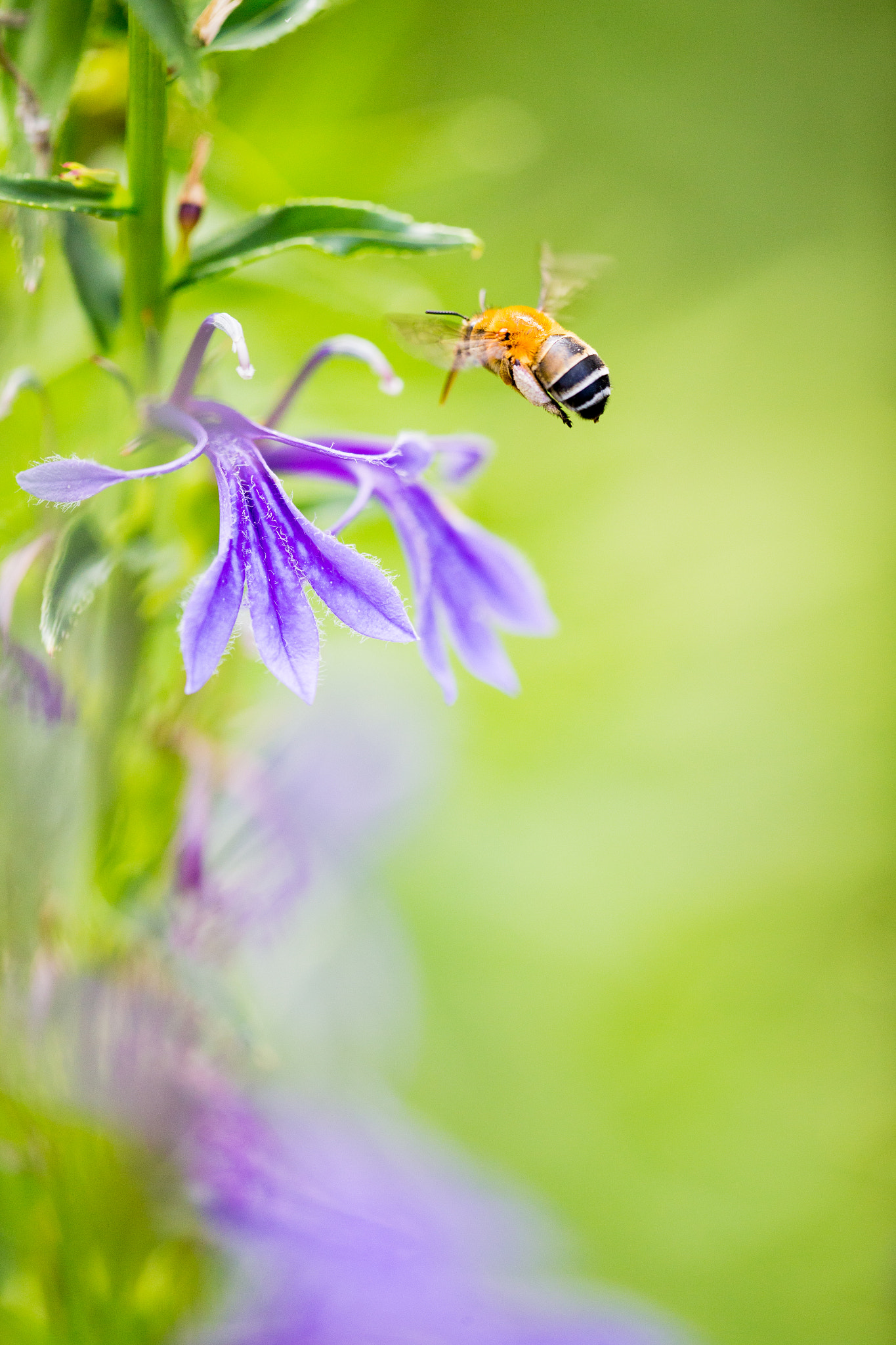 Canon EF 180mm F3.5L Macro USM sample photo. Bee photography