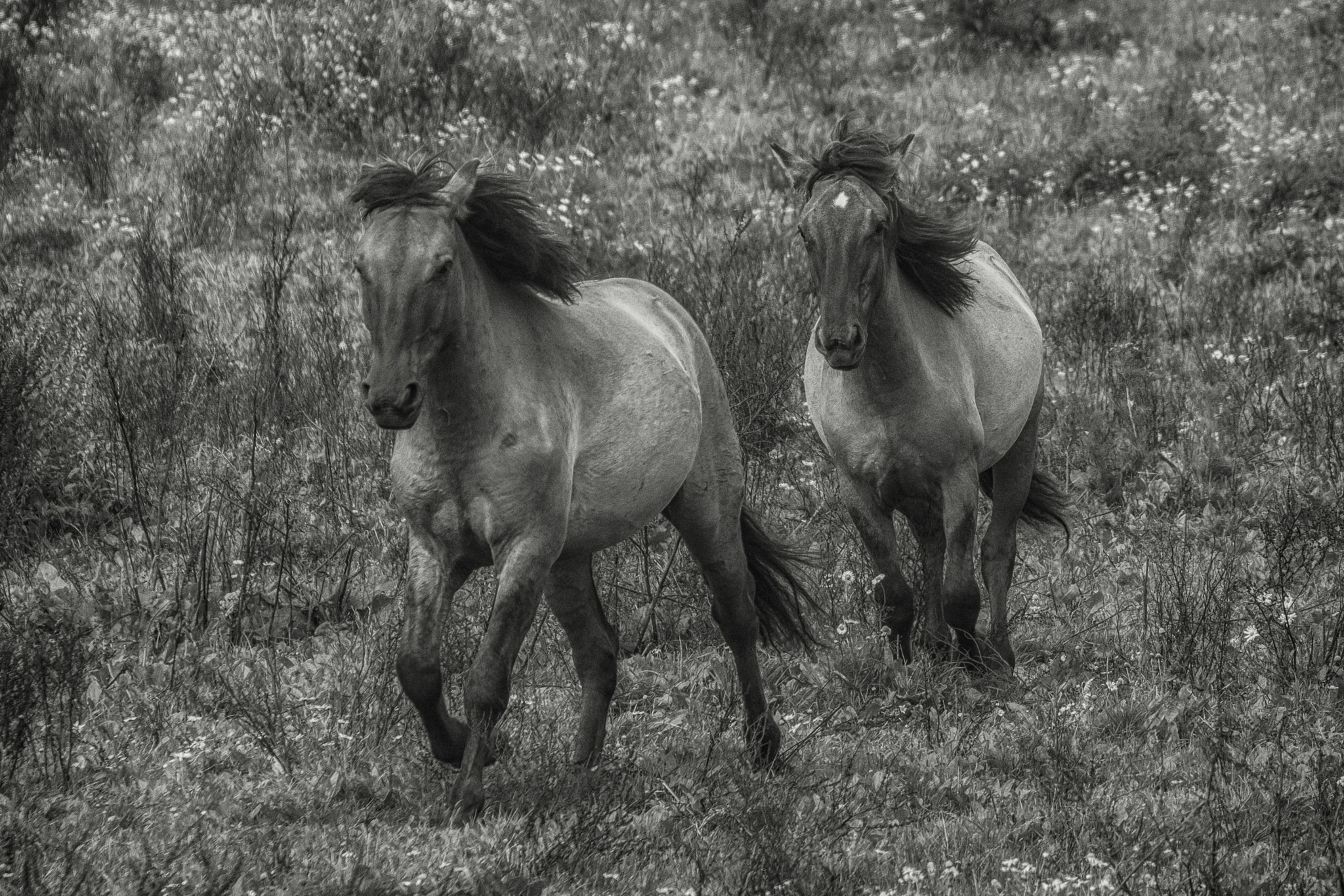 Fujifilm X-Pro2 + Fujifilm XC 50-230mm F4.5-6.7 OIS sample photo. Gallop photography