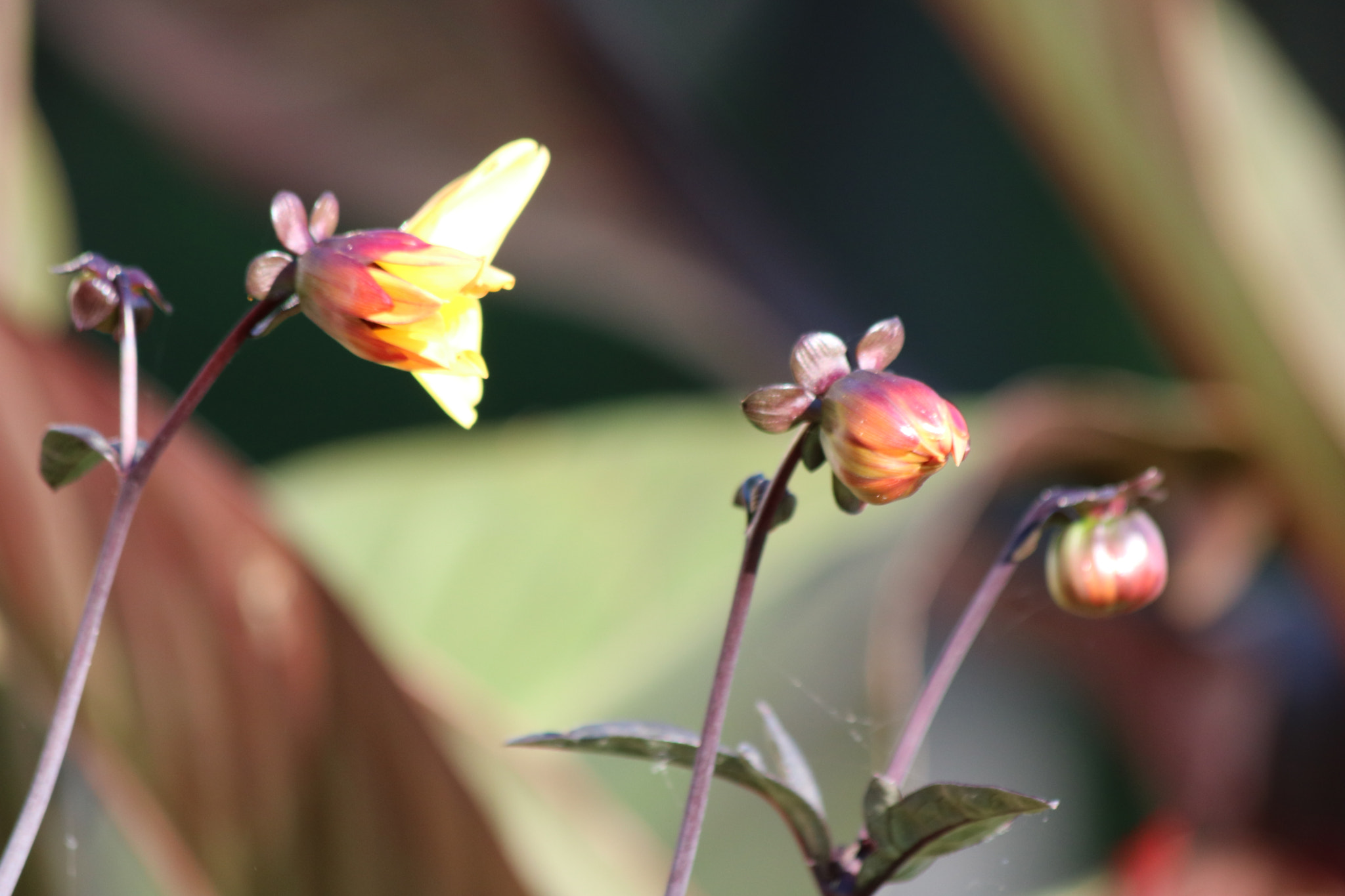 Canon EF 70-300mm F4-5.6 IS USM sample photo