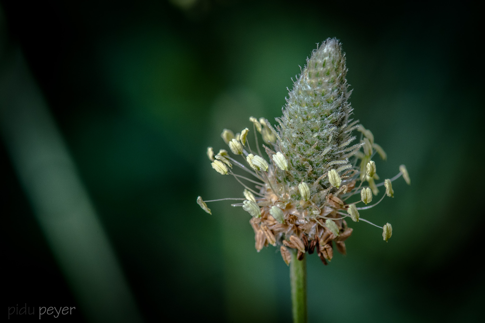 Nikon D5 sample photo. Unknown plant photography