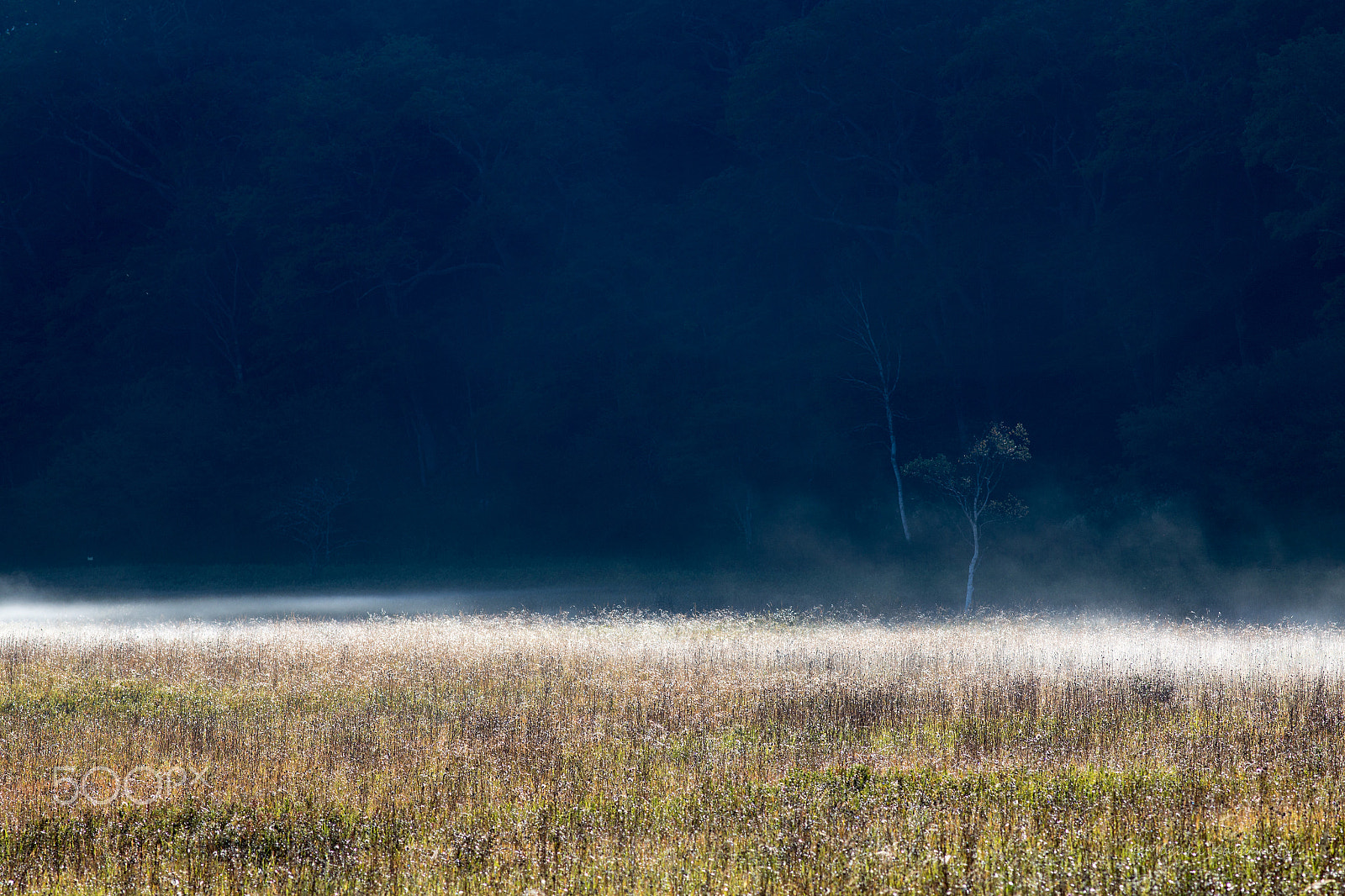 Canon EOS 6D + Canon EF 200mm f/2.8L sample photo. Border photography