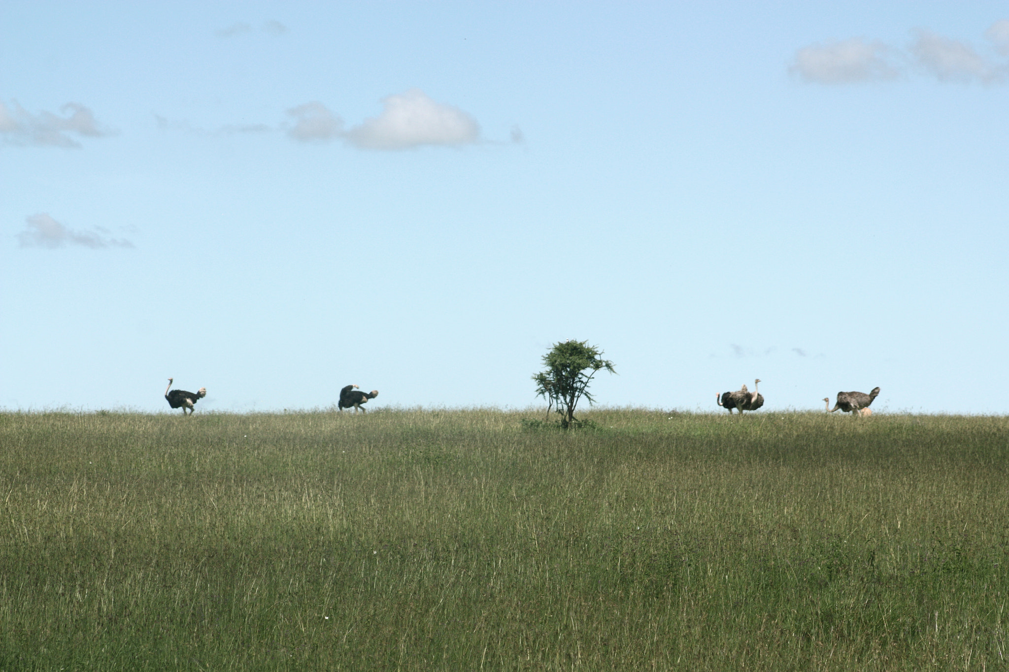 Canon EOS 450D (EOS Rebel XSi / EOS Kiss X2) sample photo. Serengeti photography