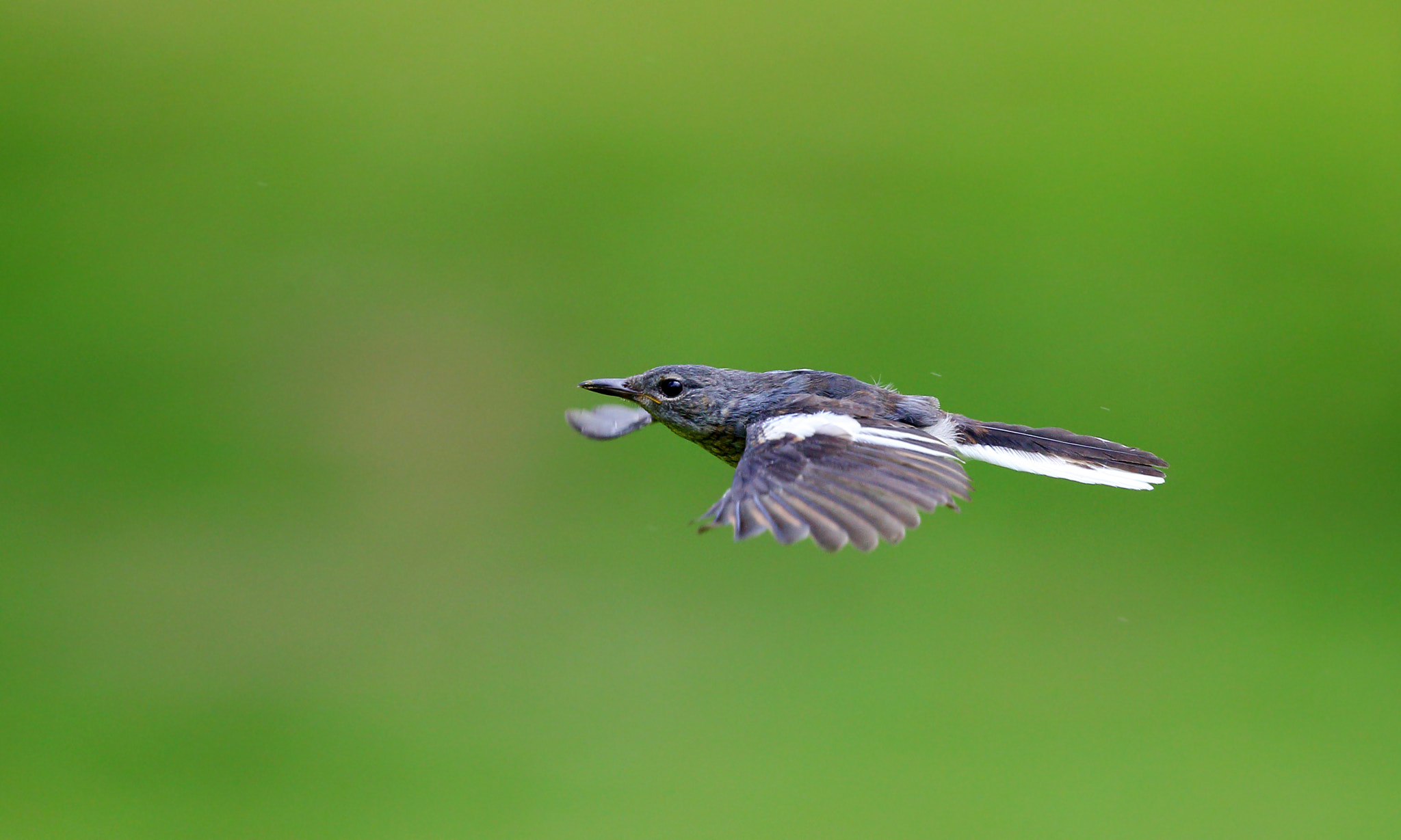 Canon EOS-1D X + Canon EF 300mm F2.8L IS II USM sample photo. In the green space flight photography