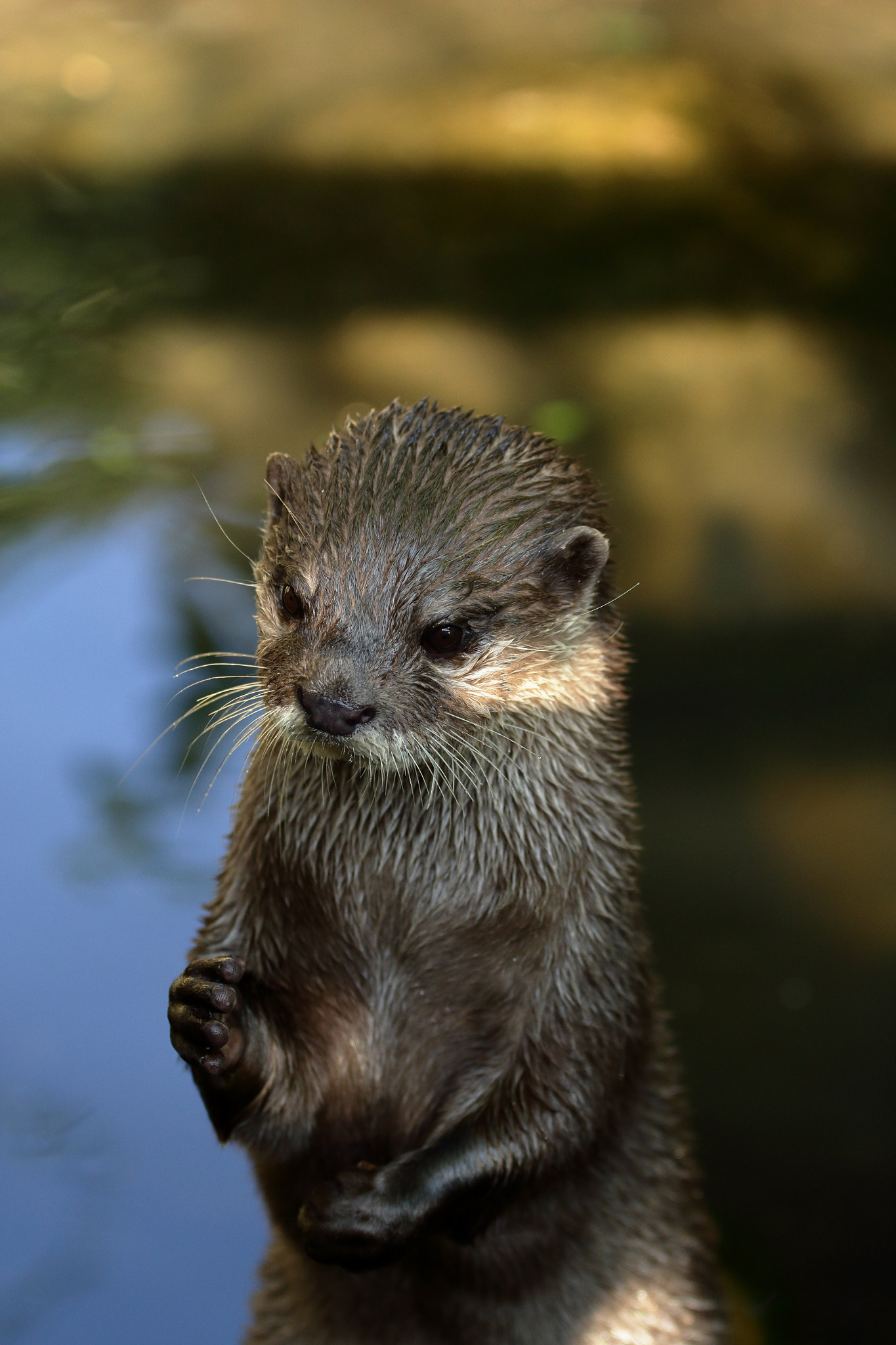 Canon EOS 100D (EOS Rebel SL1 / EOS Kiss X7) + Canon EF 70-200mm F4L IS USM sample photo. Small-clawed otter photography
