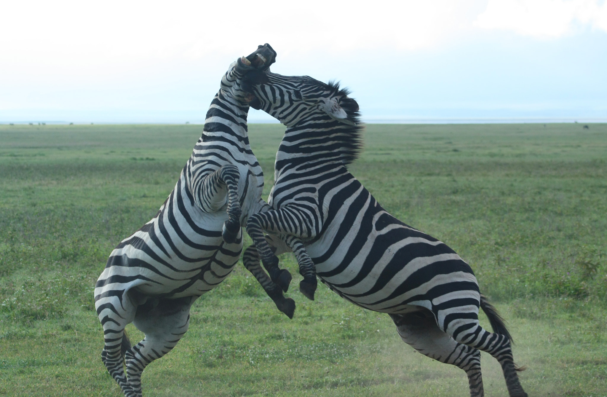 Canon EOS 450D (EOS Rebel XSi / EOS Kiss X2) sample photo. Ngorongoro photography
