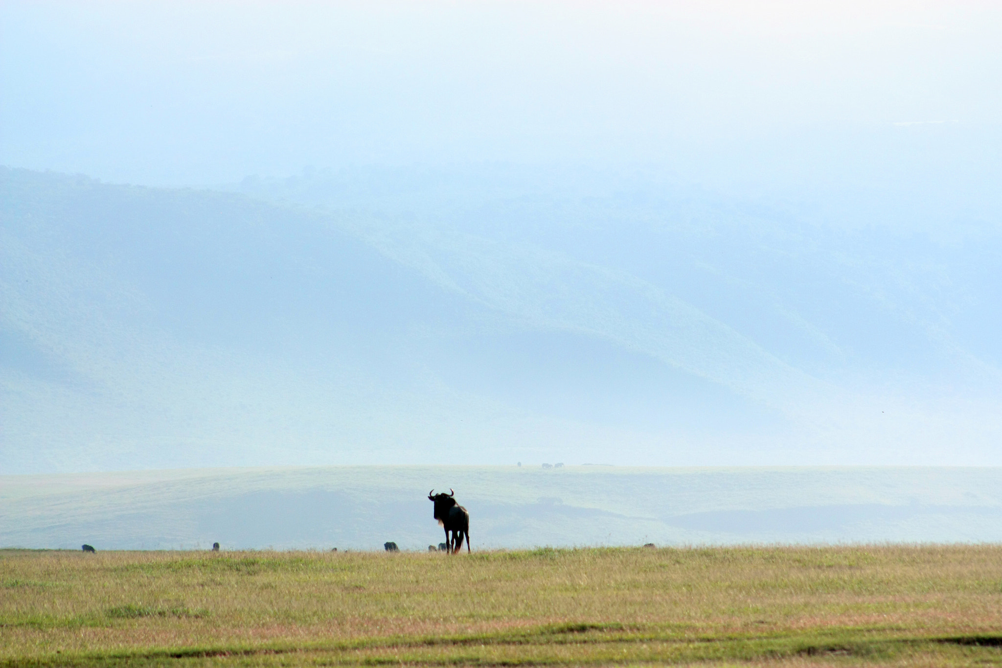 Canon EOS 450D (EOS Rebel XSi / EOS Kiss X2) sample photo. Ngorongoro photography