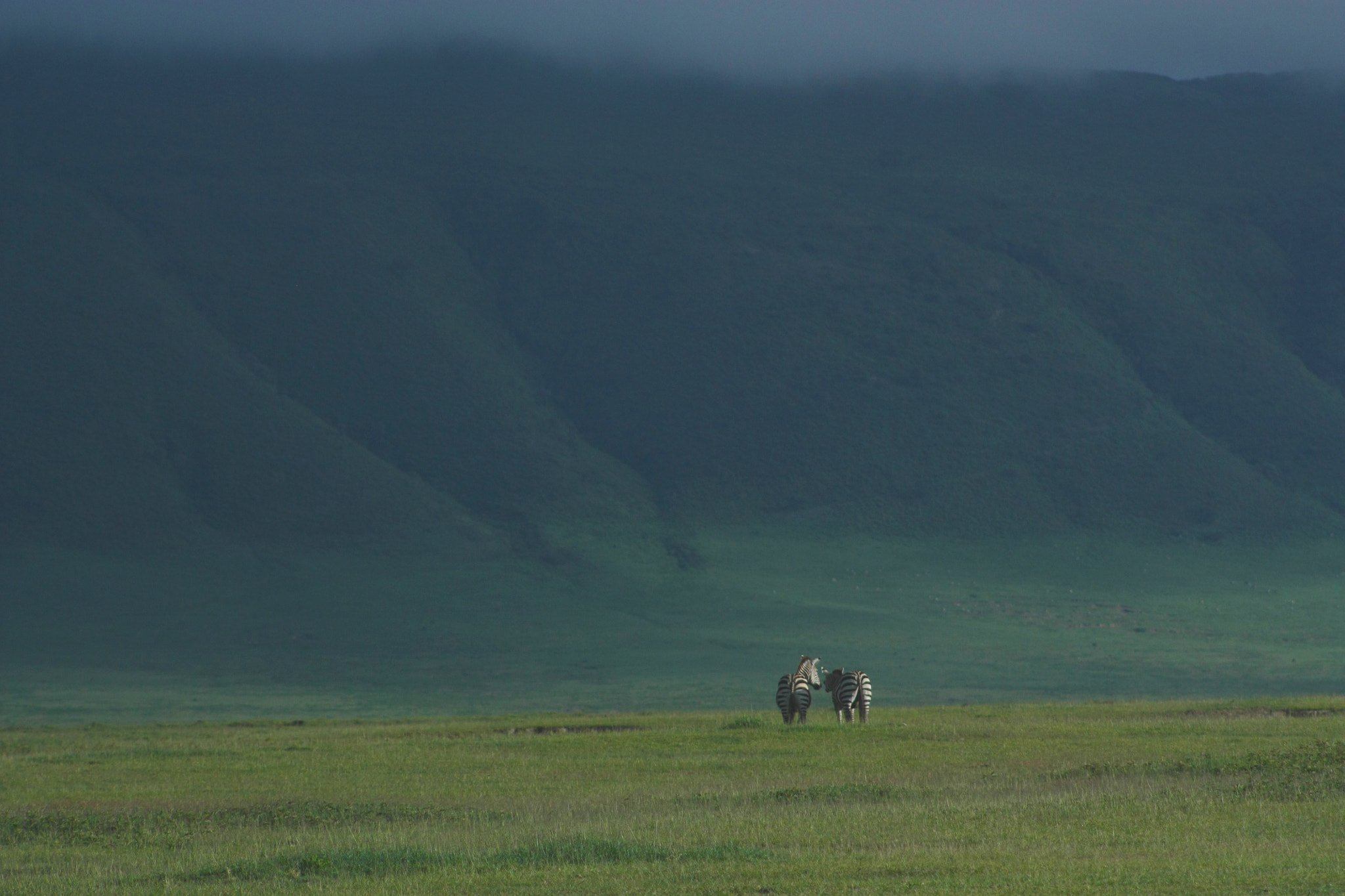 Canon EOS 450D (EOS Rebel XSi / EOS Kiss X2) sample photo. Ngorongoro photography