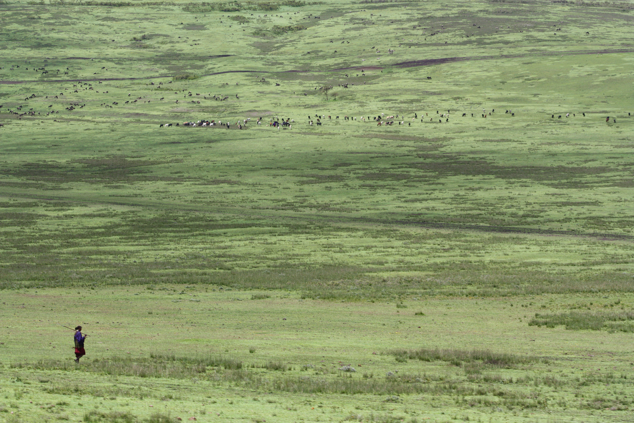 Canon EOS 450D (EOS Rebel XSi / EOS Kiss X2) sample photo. Ngorongoro photography
