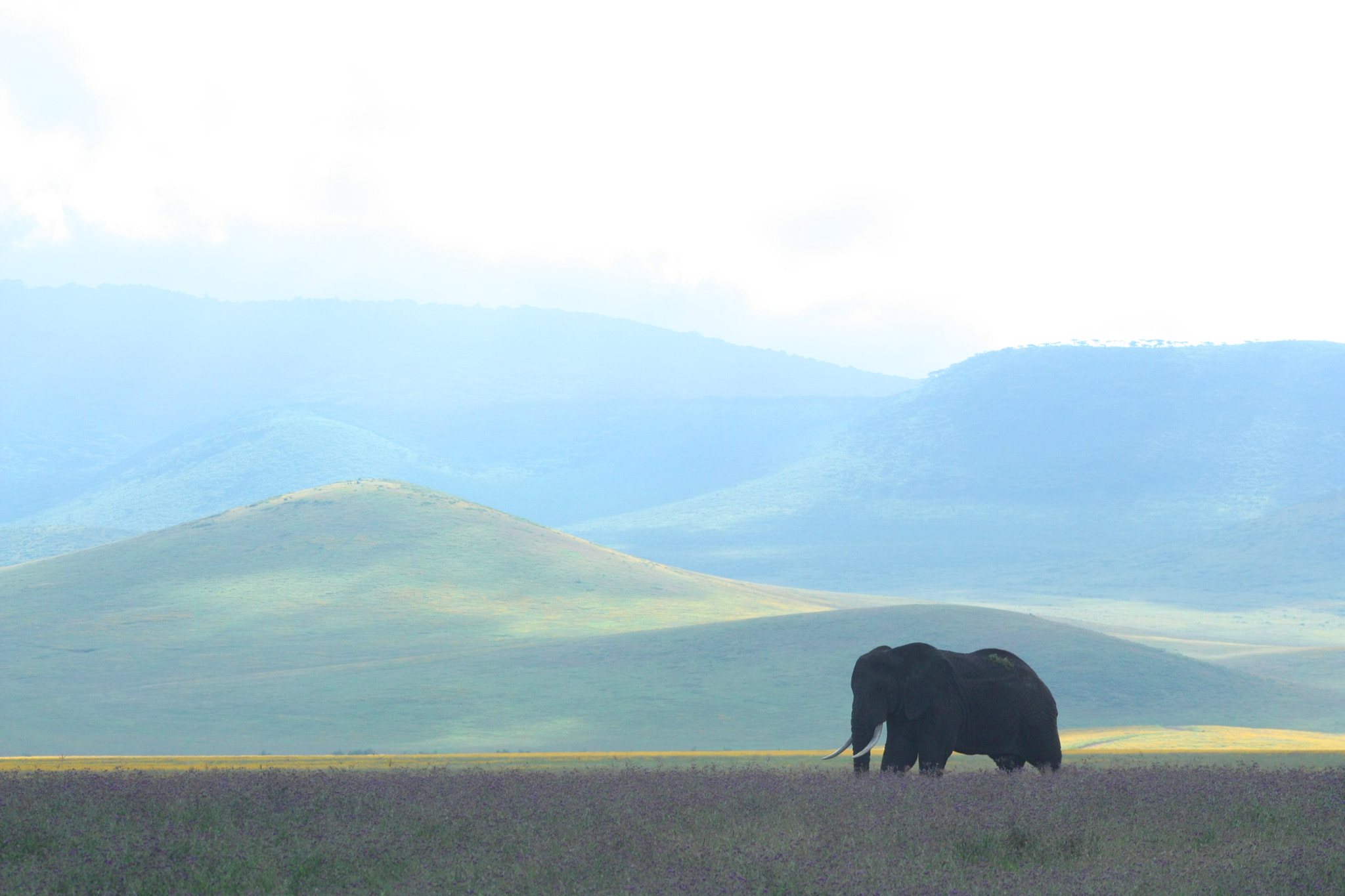 Canon EOS 450D (EOS Rebel XSi / EOS Kiss X2) sample photo. Ngorongoro photography