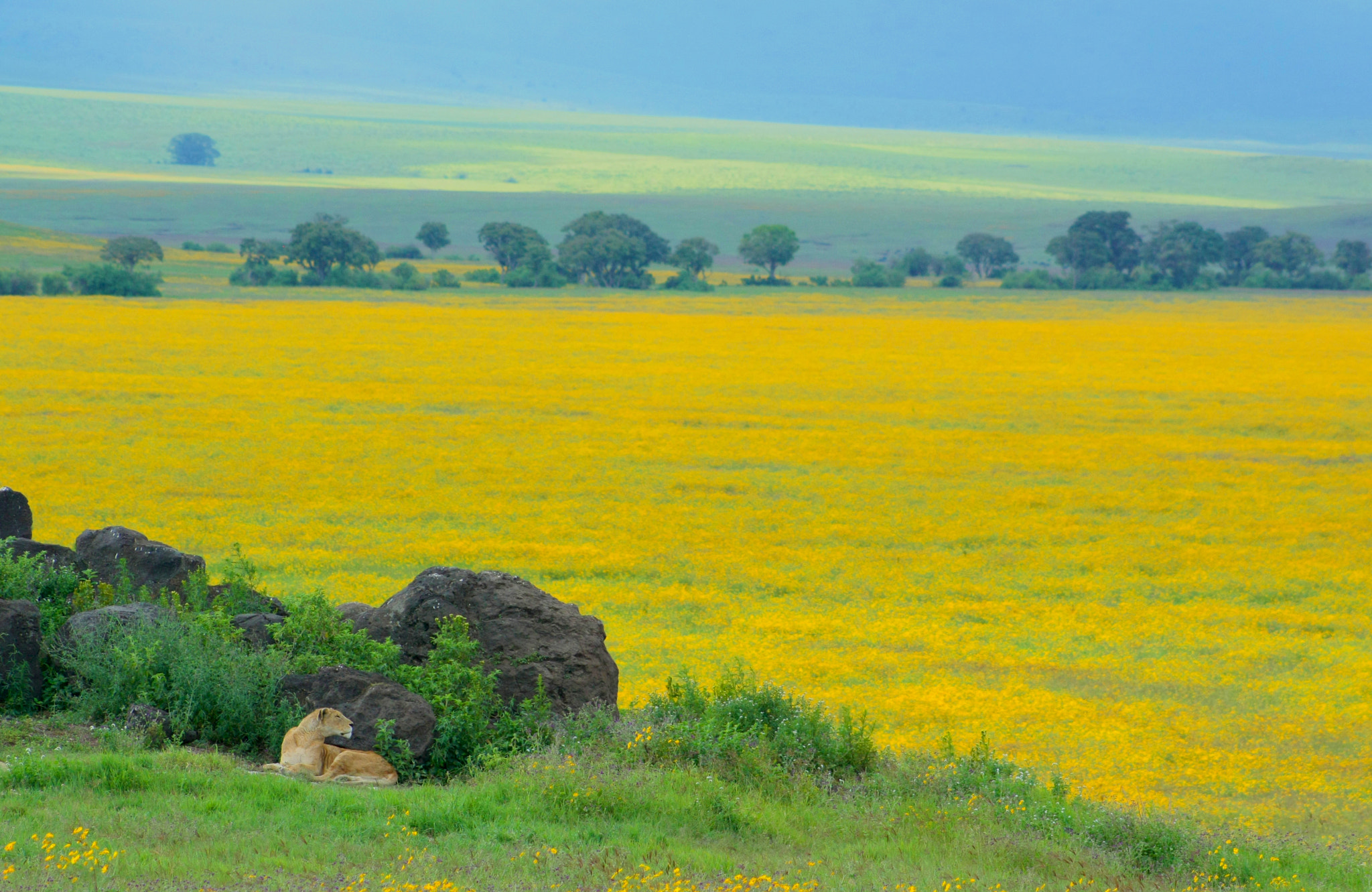 Canon EOS 450D (EOS Rebel XSi / EOS Kiss X2) sample photo. Ngorongoro photography