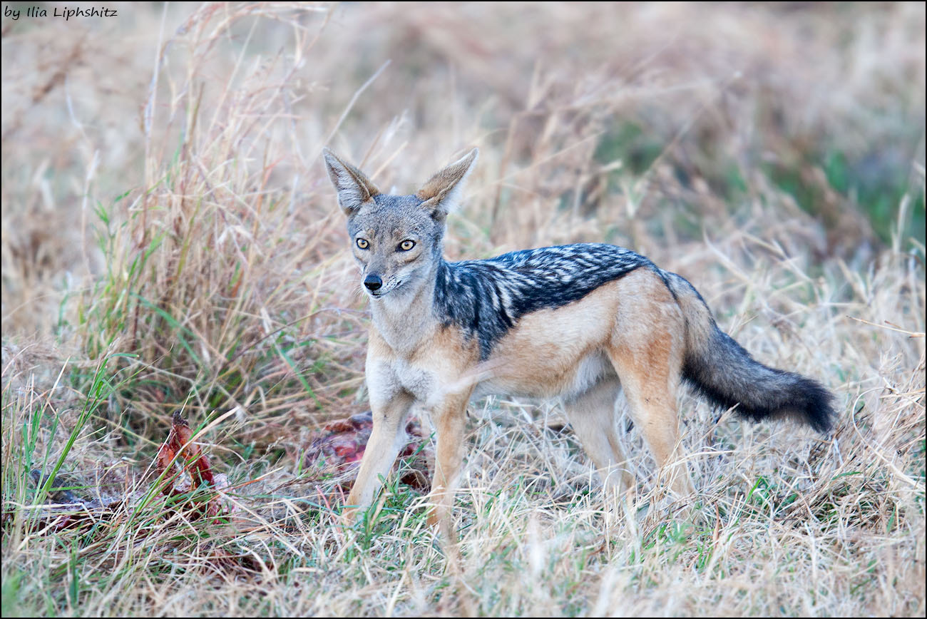 Canon EOS-1D Mark III + Canon EF 300mm F2.8L IS USM sample photo. Jackals of serengeti №5 photography