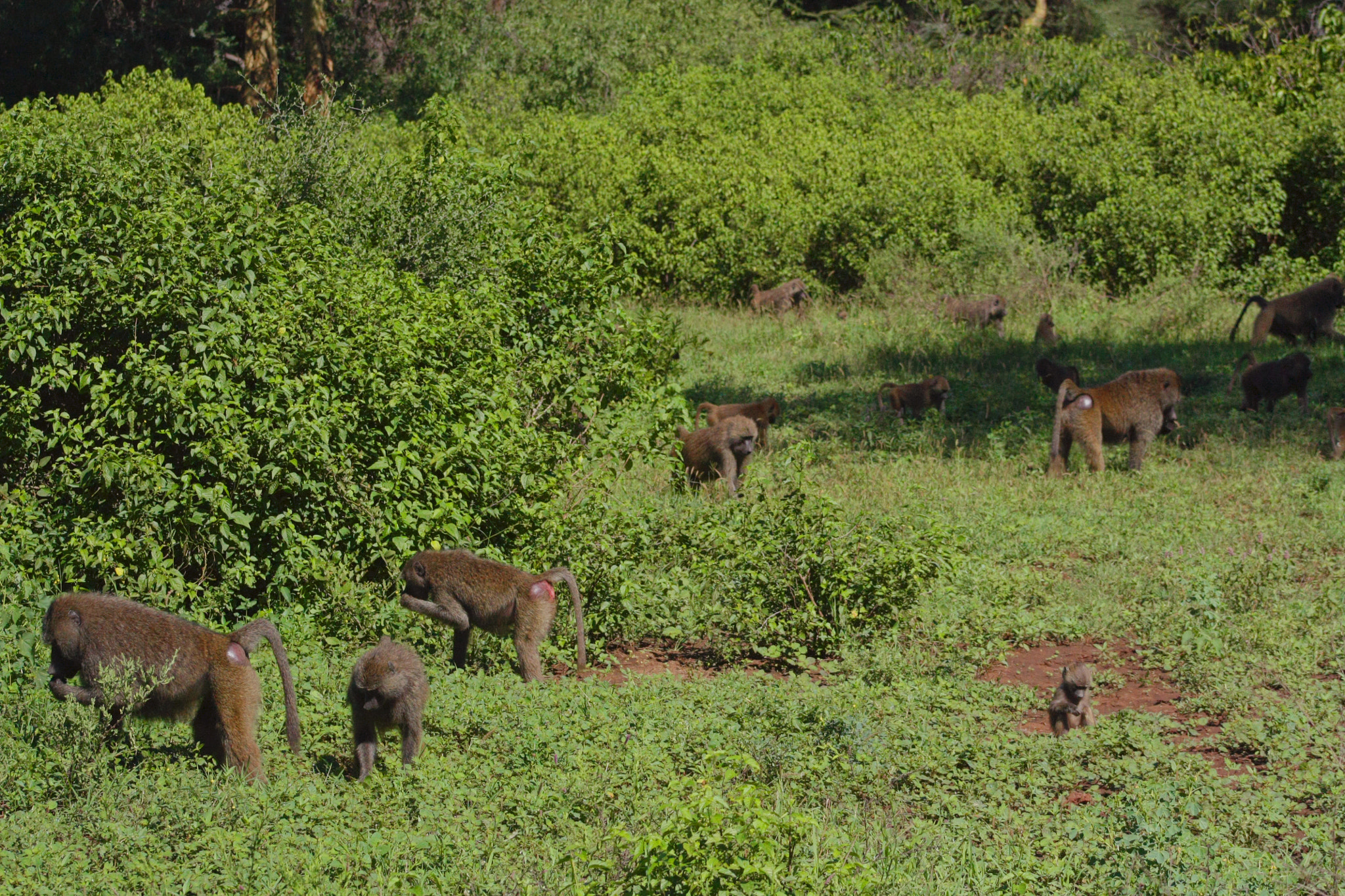 Canon EOS 450D (EOS Rebel XSi / EOS Kiss X2) sample photo. Lake manyara photography