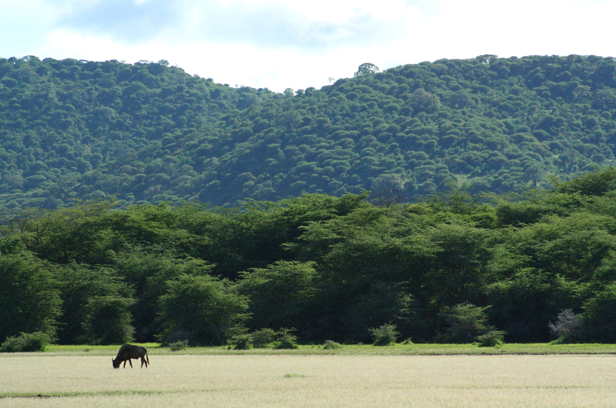 Canon EOS 450D (EOS Rebel XSi / EOS Kiss X2) sample photo. Lake manyara photography