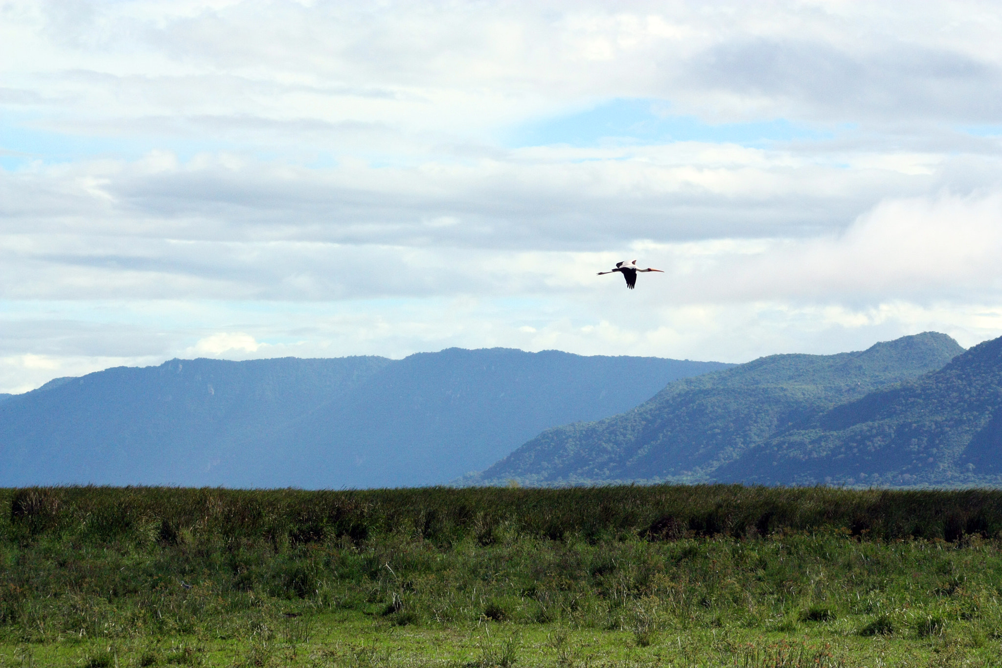 Canon EOS 450D (EOS Rebel XSi / EOS Kiss X2) sample photo. Lake manyara photography
