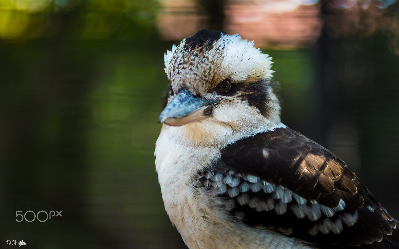 Olympus OM-D E-M5 II + Olympus M.Zuiko Digital ED 75mm F1.8 sample photo. Featherdale park sydney photography