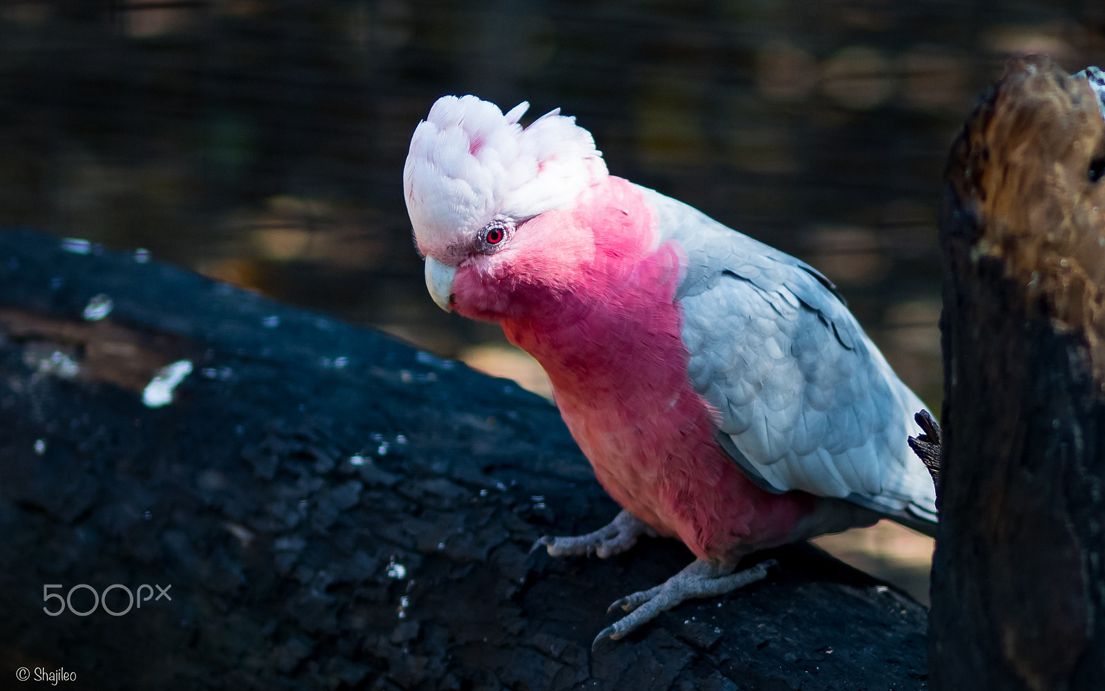 Olympus OM-D E-M5 II + Olympus M.Zuiko Digital ED 75mm F1.8 sample photo. Featherdale park sydney photography