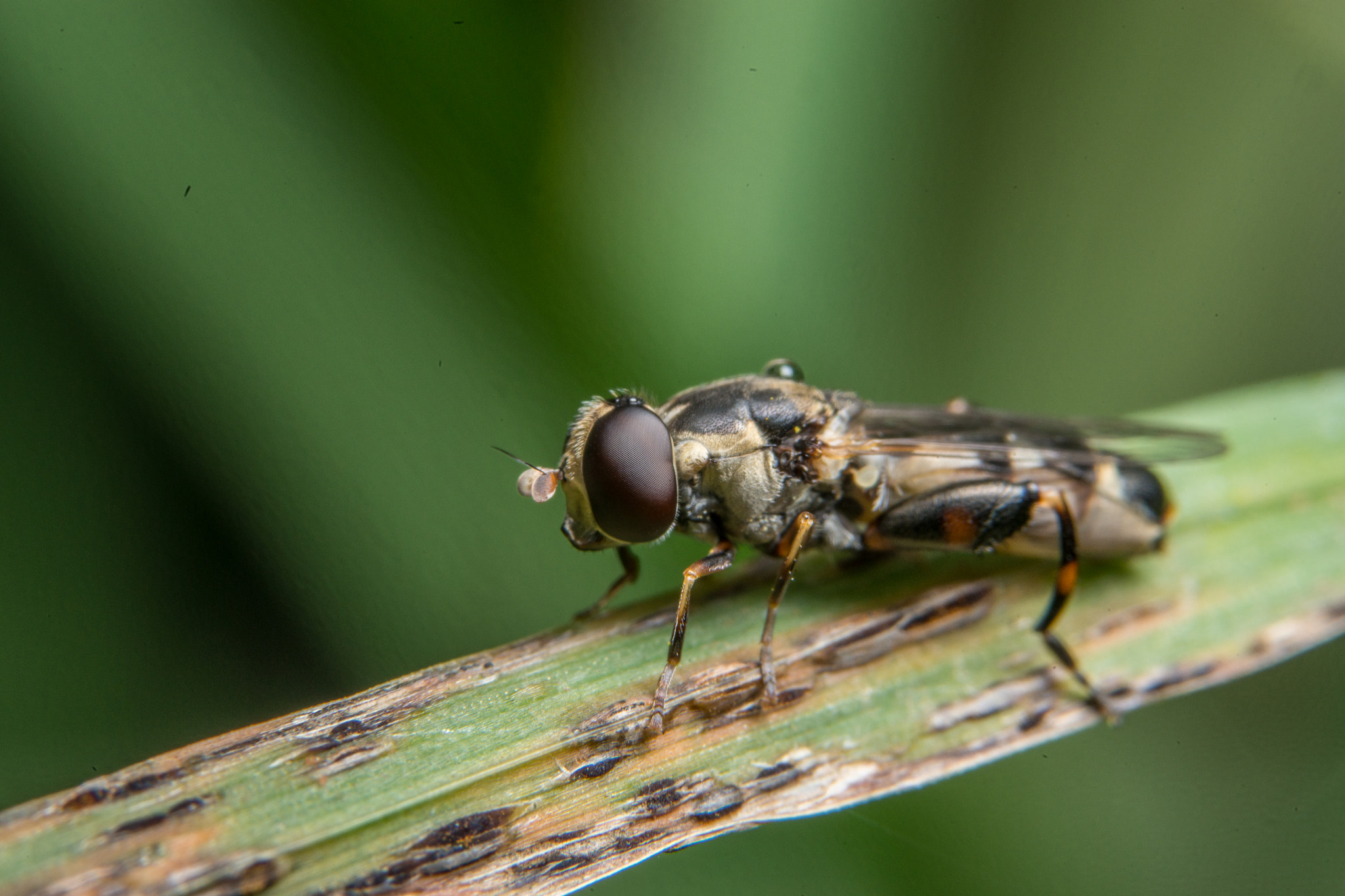 Sony a99 II + 90mm F2.8 Macro SSM sample photo. Fly photography