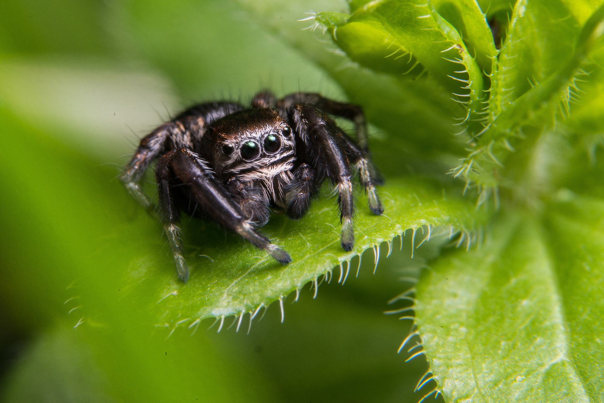 Sony a99 II + 90mm F2.8 Macro SSM sample photo. Jumping spider photography