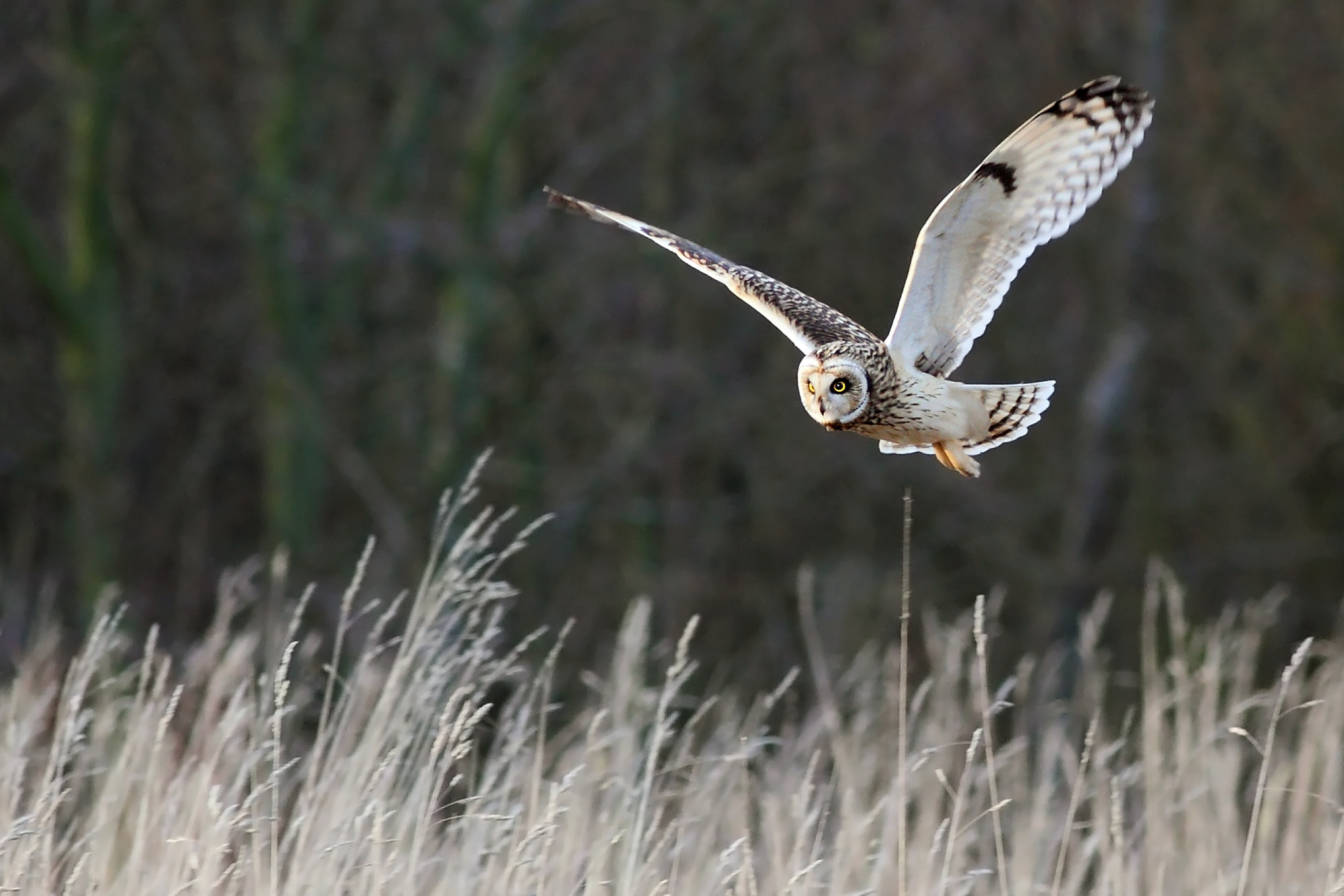 v2?sig=501be22bb20e7c39dad228d902a0b7290