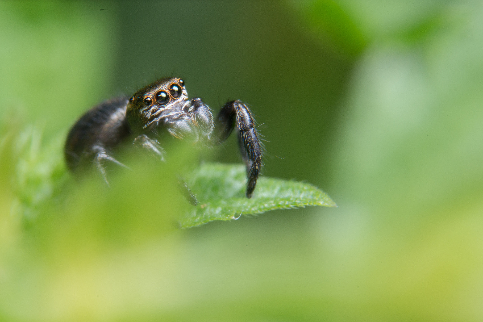 Sony a99 II + 90mm F2.8 Macro SSM sample photo. Jumping spider photography