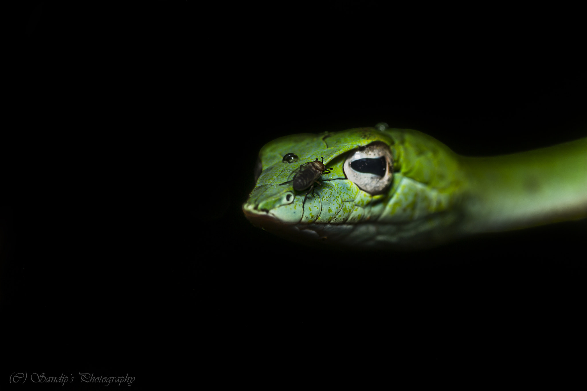 Tamron SP AF 90mm F2.8 Di Macro sample photo. Please drive it away.... photography