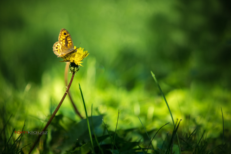 Minolta AF 70-210mm F4 Macro sample photo. Butterfly photography