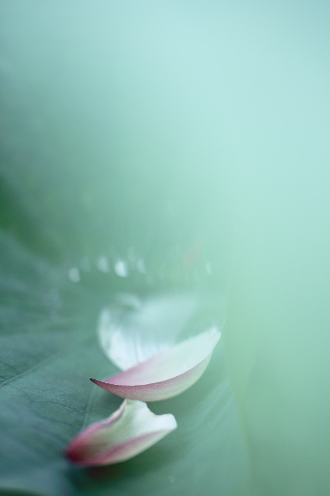 Tamron SP AF 60mm F2 Di II LD IF Macro sample photo. The long summer days photography